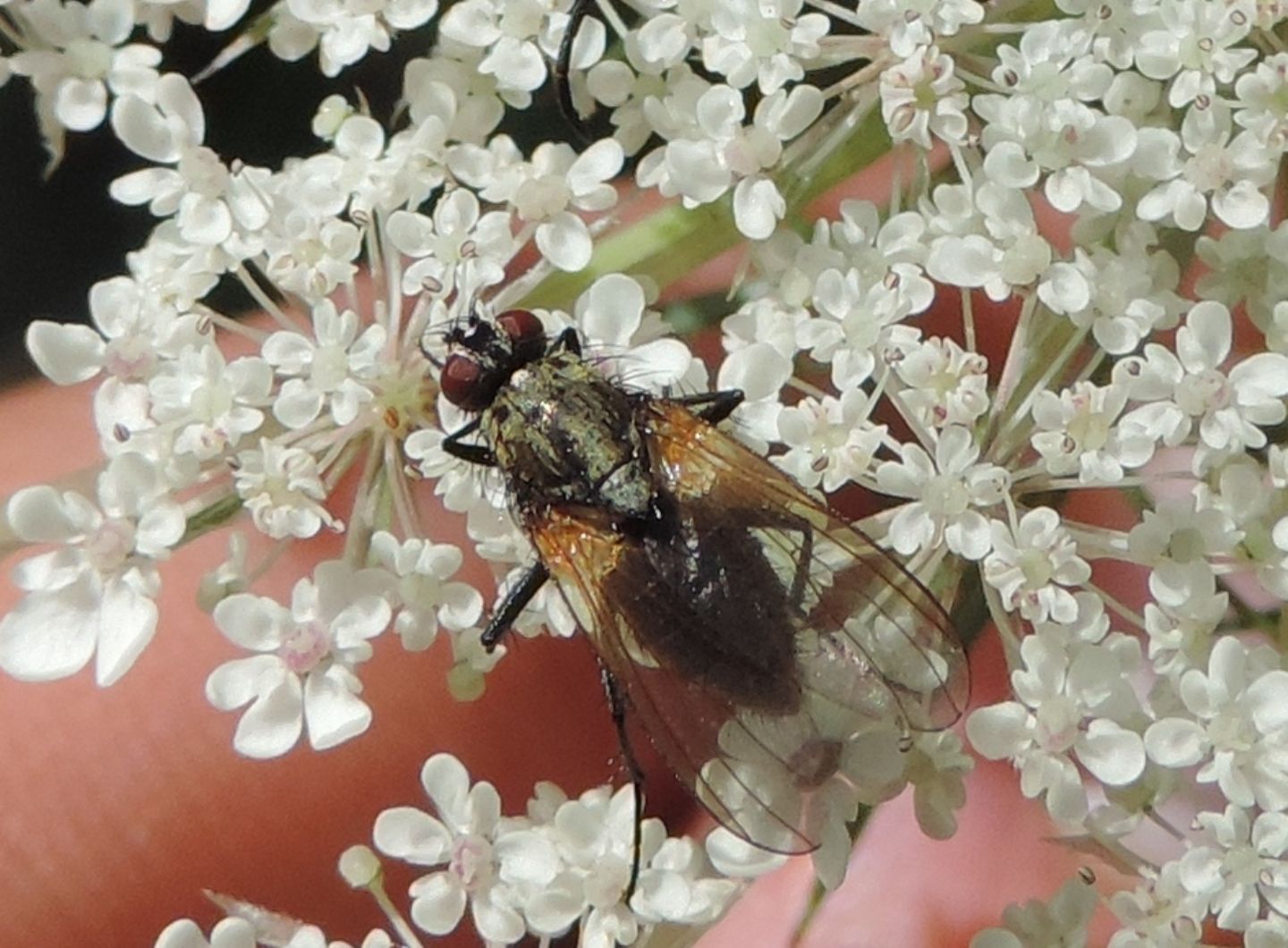 Thricops cfr. nigrifrons  (Muscidae)