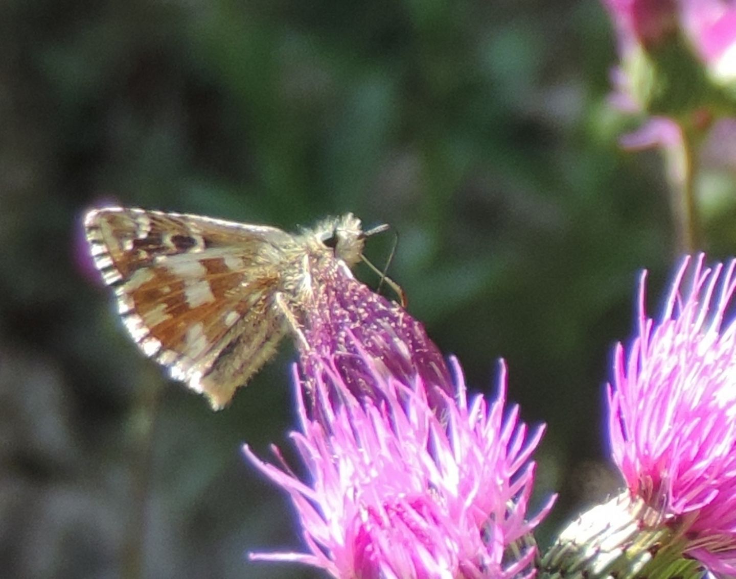 Pyrgus da identificare...malvoides (cfr.)