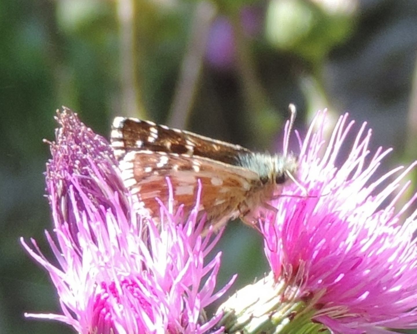 Pyrgus da identificare...malvoides (cfr.)