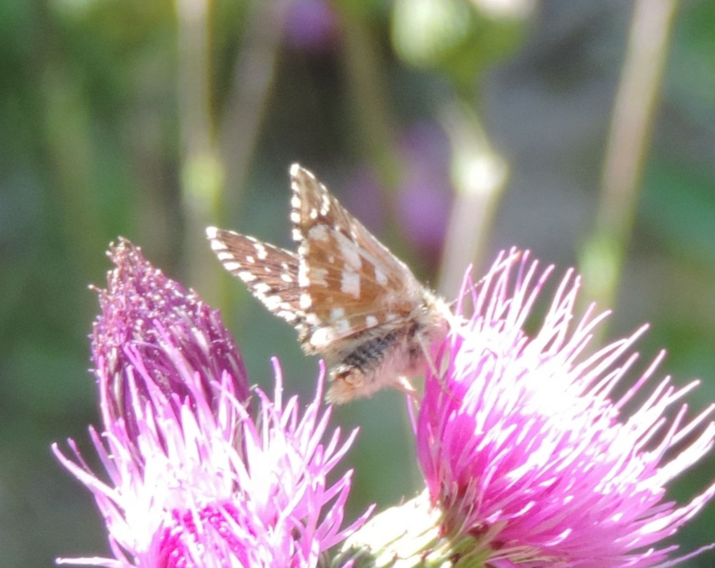 Pyrgus da identificare...malvoides (cfr.)