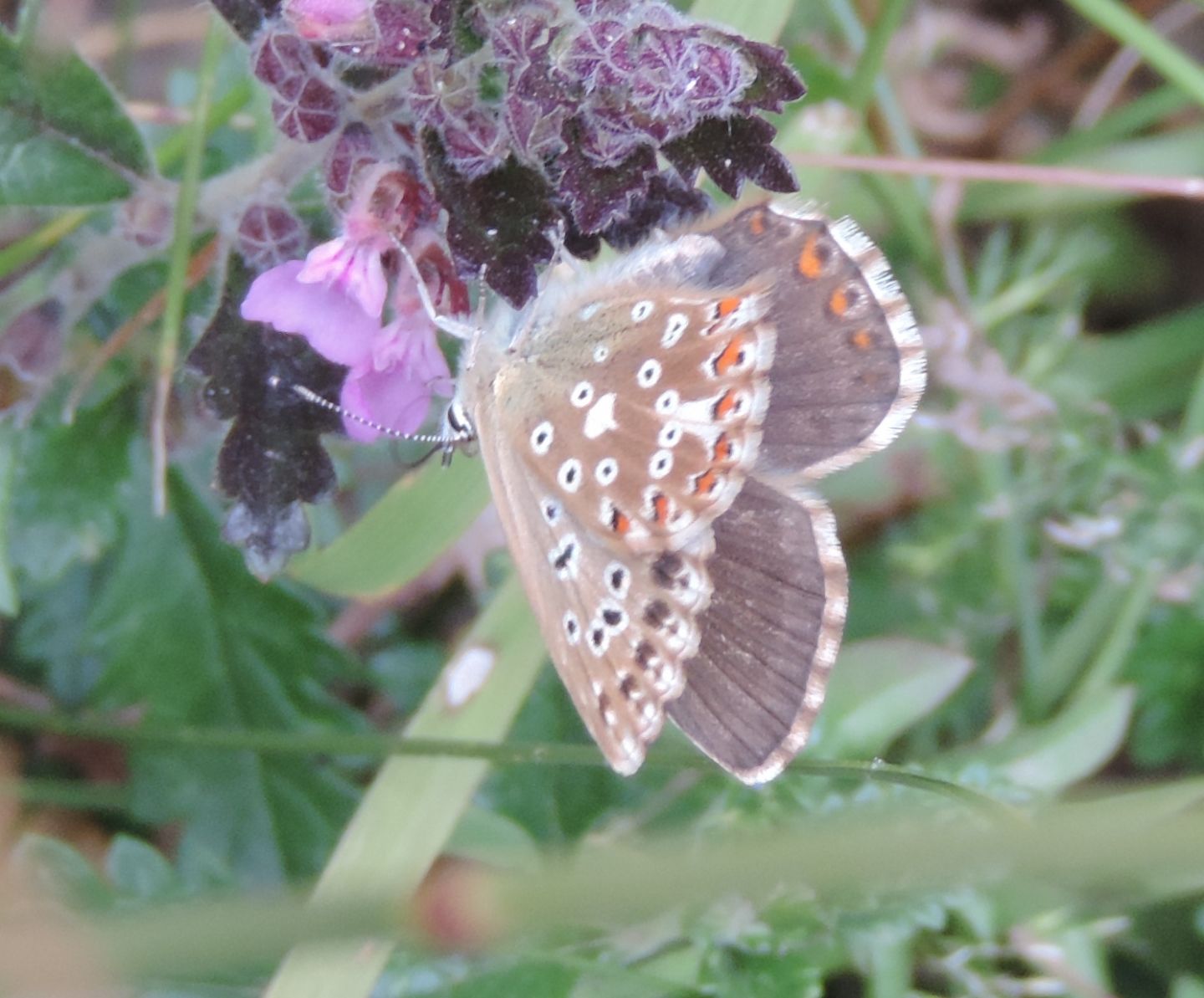 Lycaenidae:  Polyommatus coridon e Polyommatus bellargus, femmine