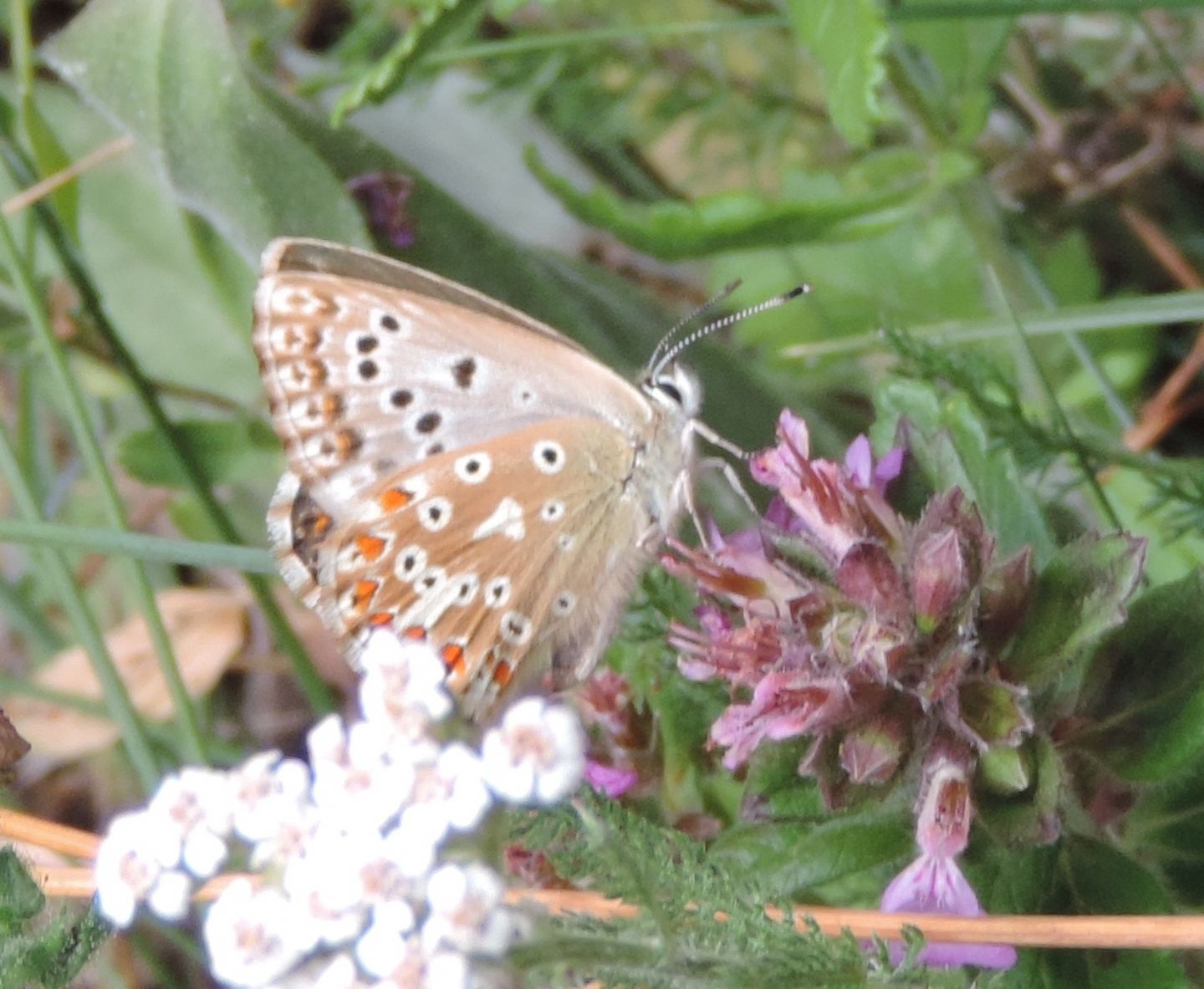 Lycaenidae:  Polyommatus coridon e Polyommatus bellargus, femmine