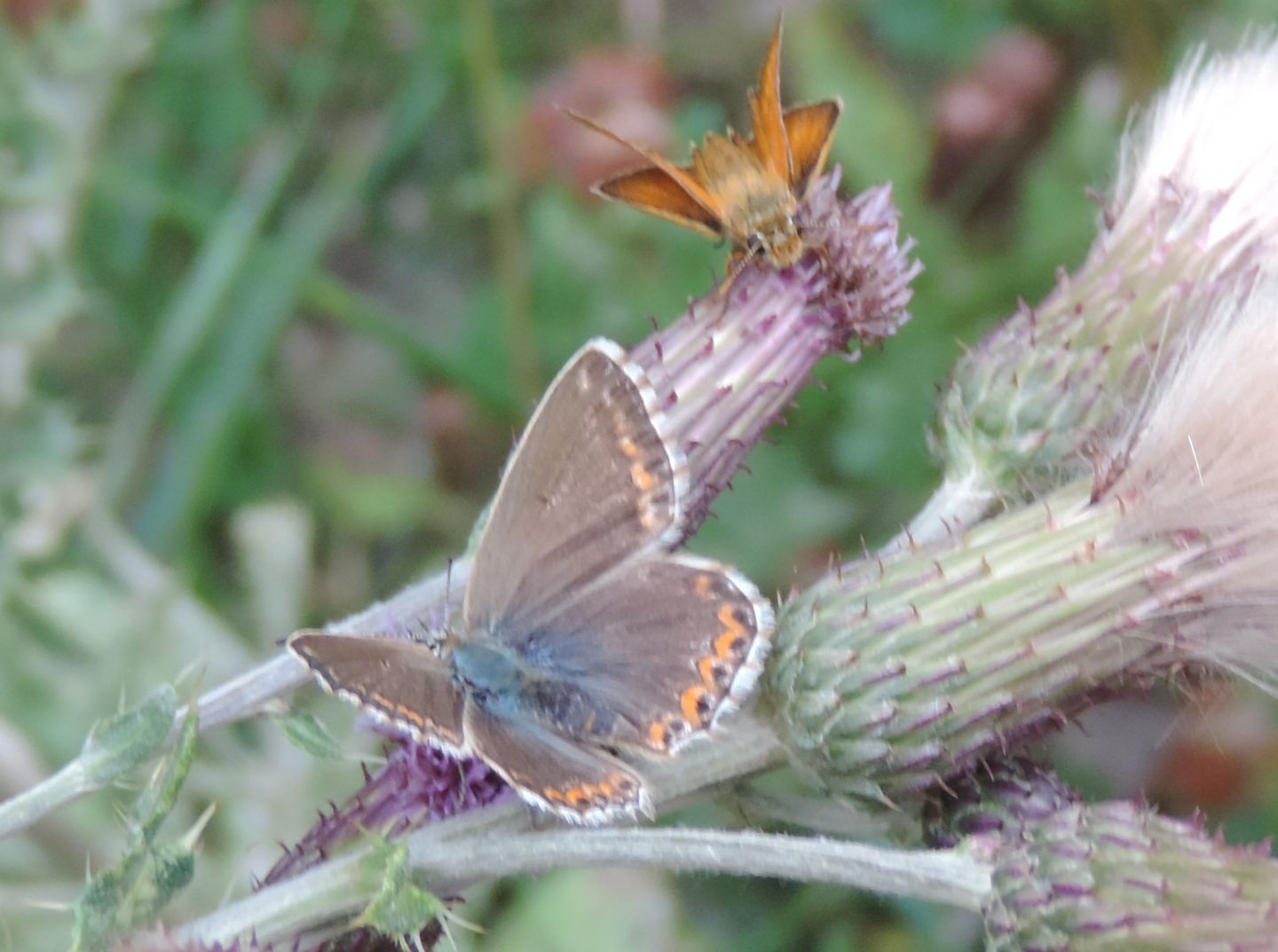 Lycaenidae:  Polyommatus coridon e Polyommatus bellargus, femmine