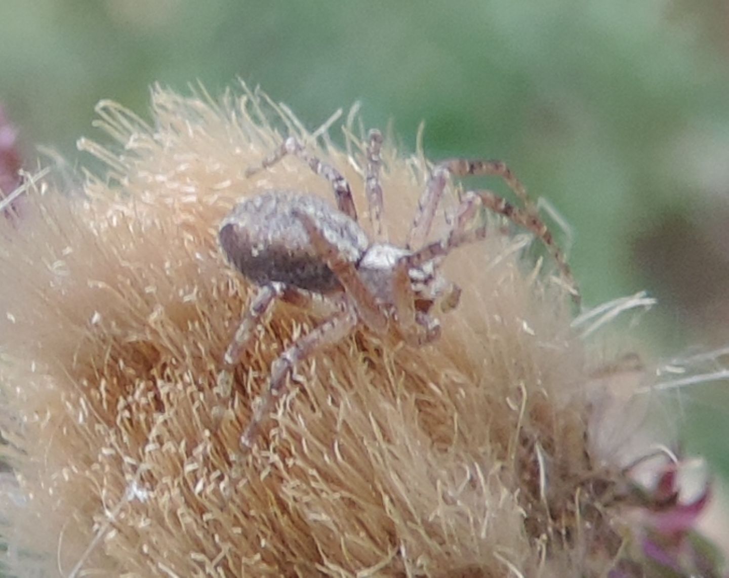 Philodromus sp. - Bardonecchia (TO)