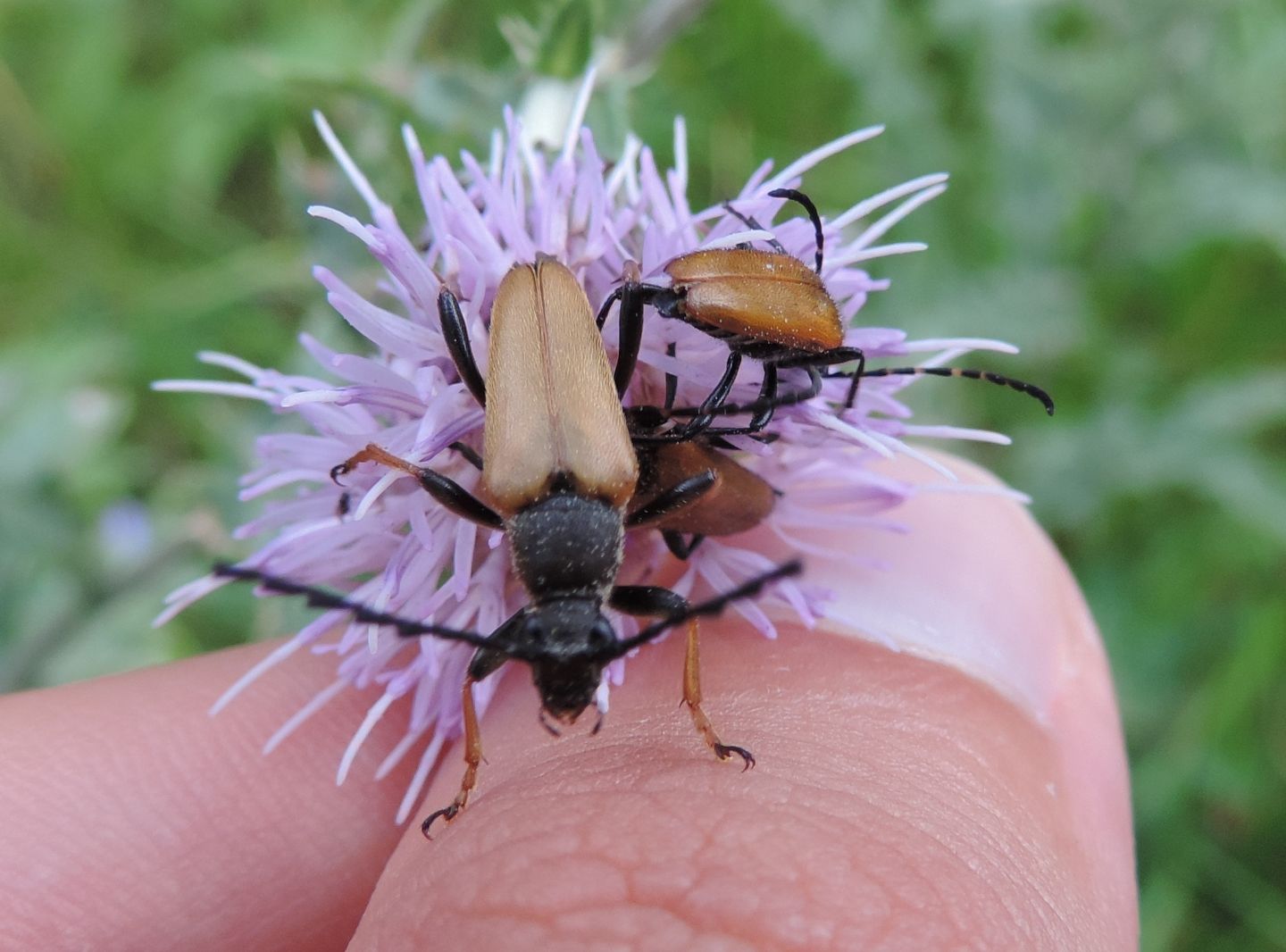 Cerambycidae: Stictoleptura rubra e Paracorymbia hybrida