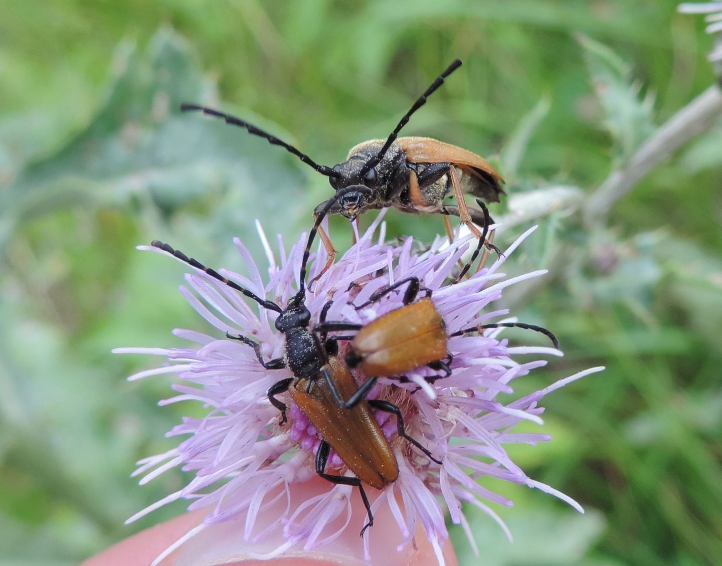 Cerambycidae: Stictoleptura rubra e Paracorymbia hybrida