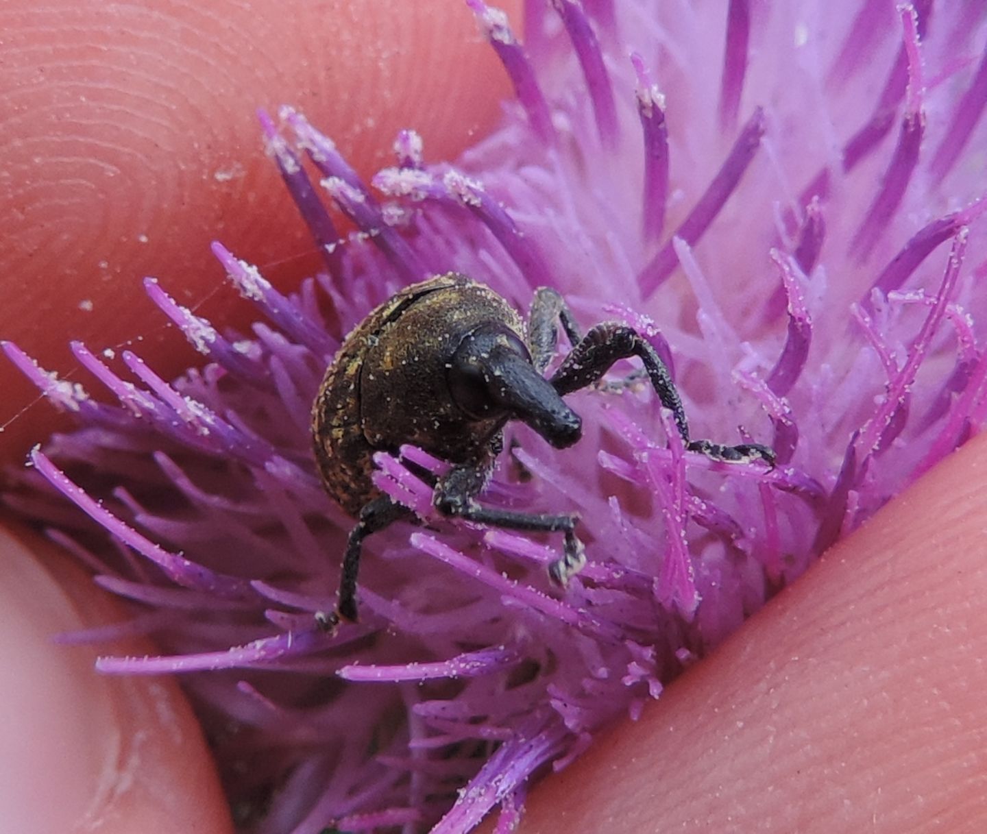 Curculionida:  Larinus pollinis?  No, Larinus (Phyllonomeus) turbinatus