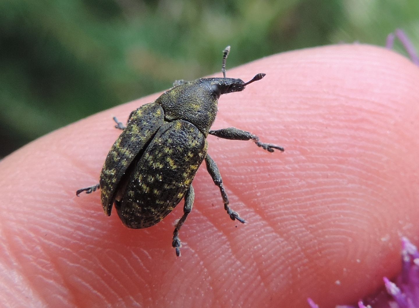 Curculionida:  Larinus pollinis?  No, Larinus (Phyllonomeus) turbinatus