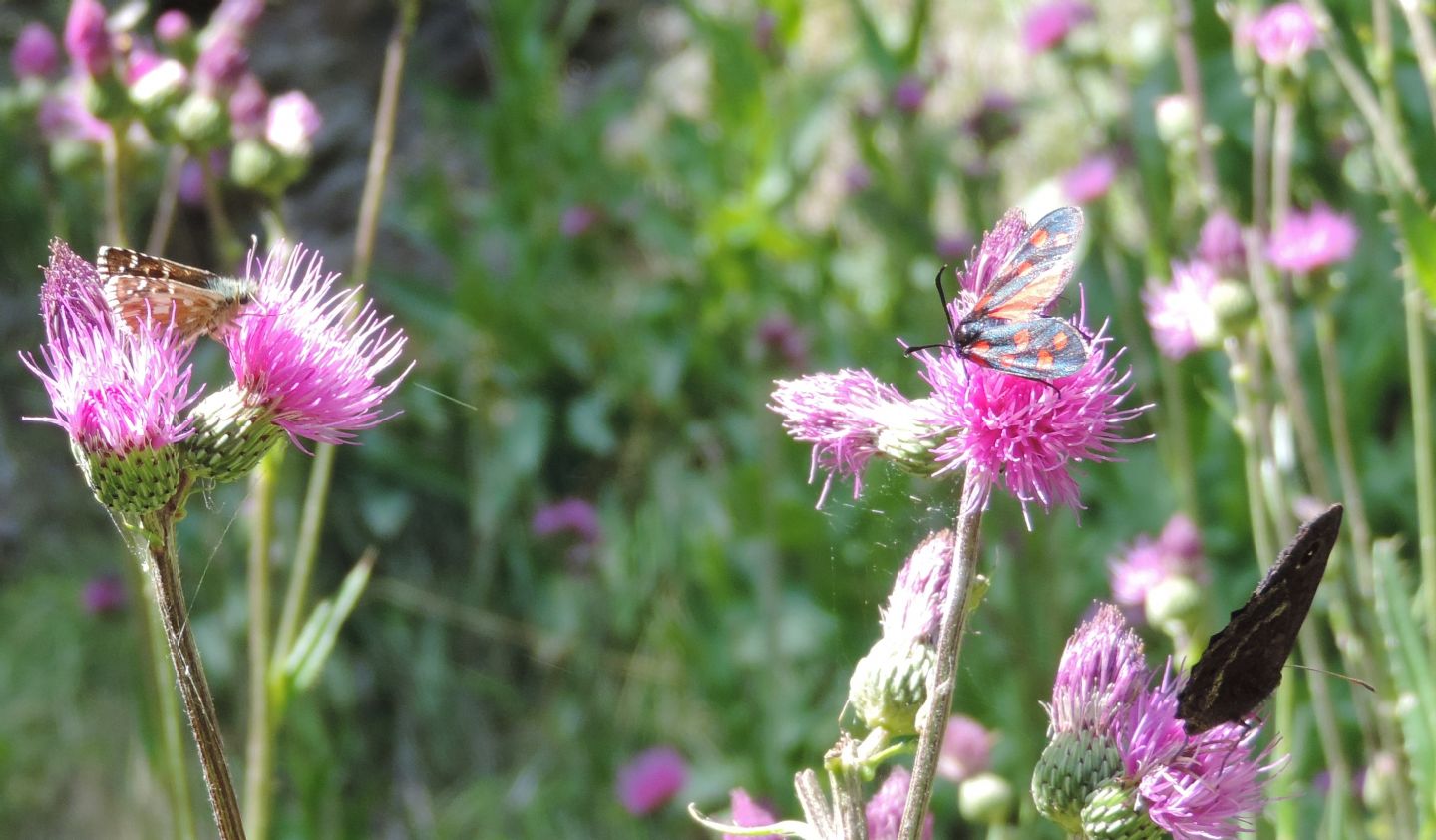 Pyrgus da identificare...malvoides (cfr.)