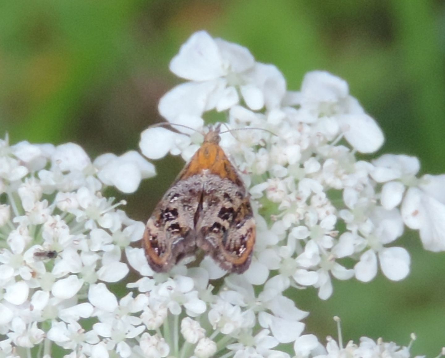 Altro Choreutidae: Tebenna bjerkandrella?  S� !