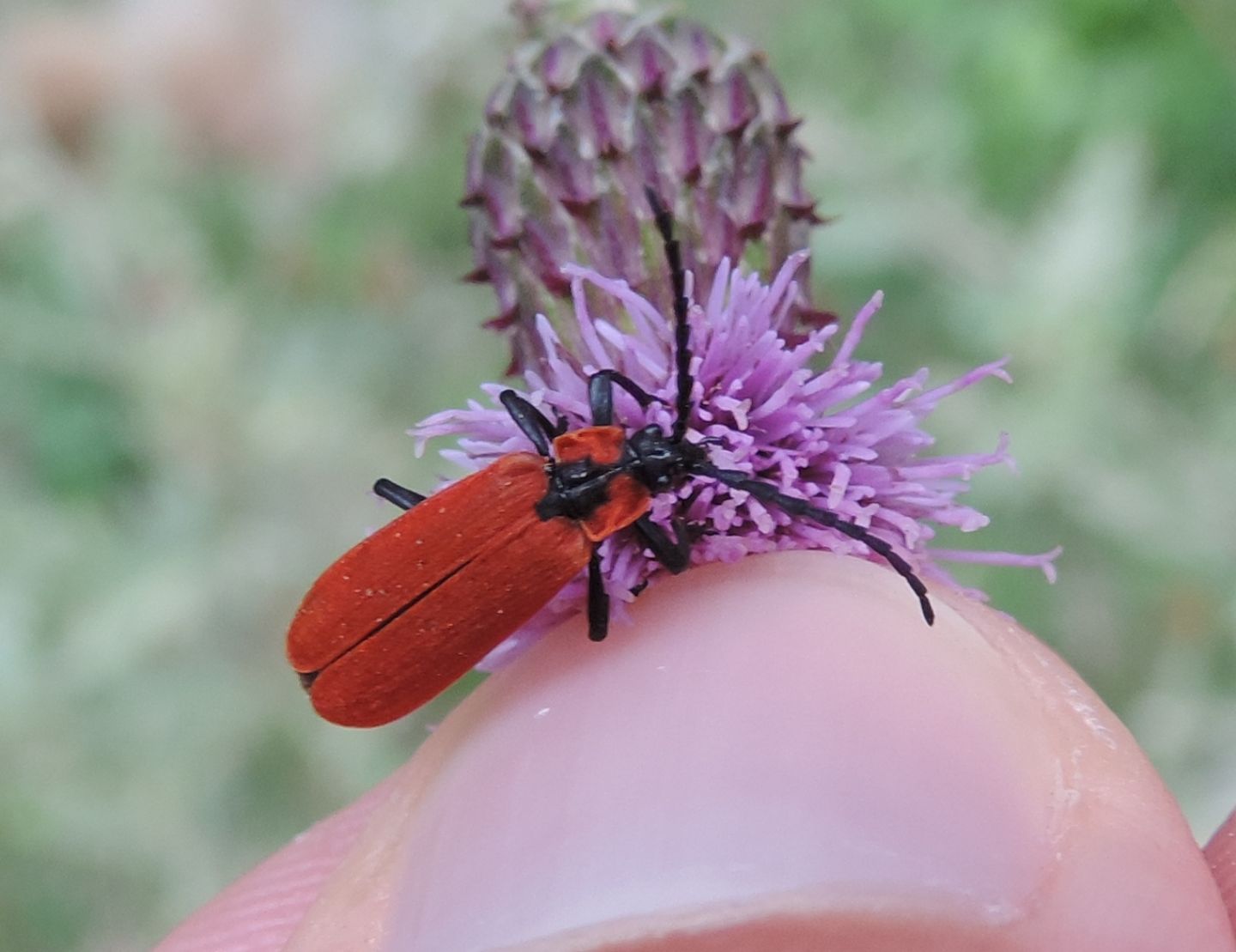 Lycidae da identificare: Lygistopterus sanguineus