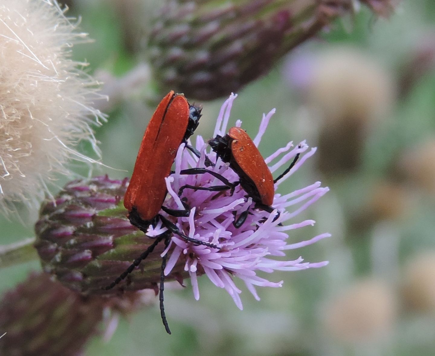 Lycidae da identificare: Lygistopterus sanguineus