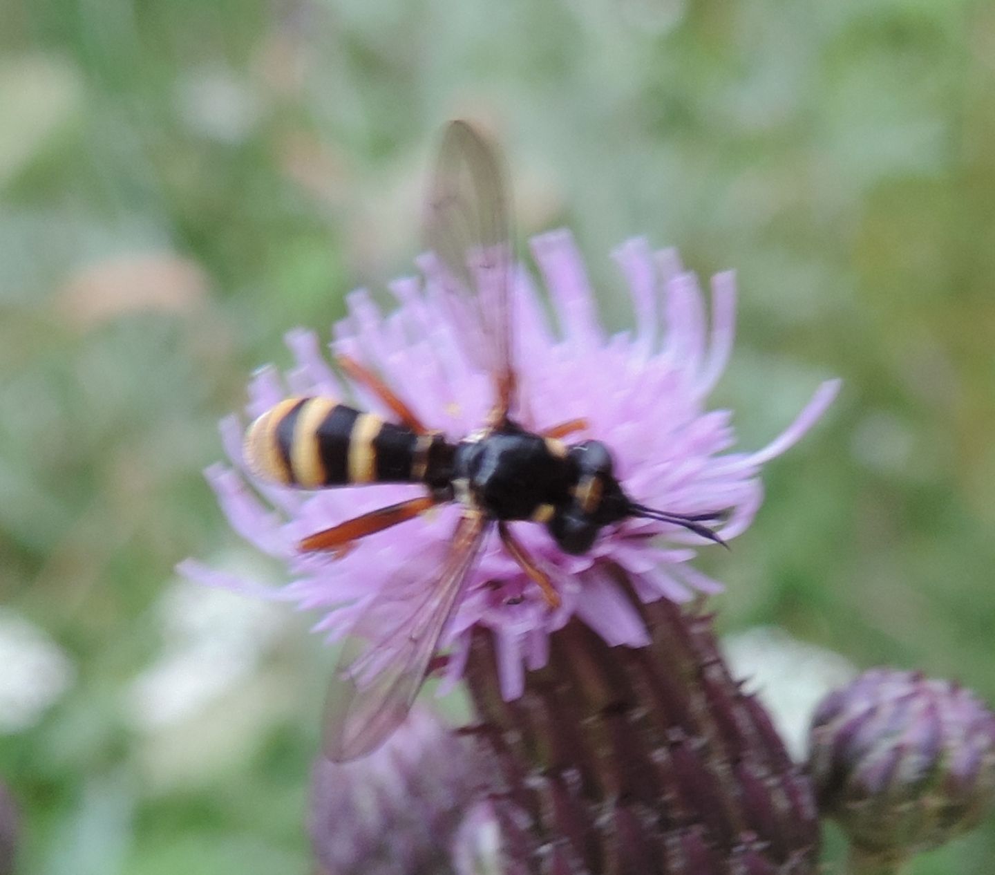 Conops quadrifasciatus?