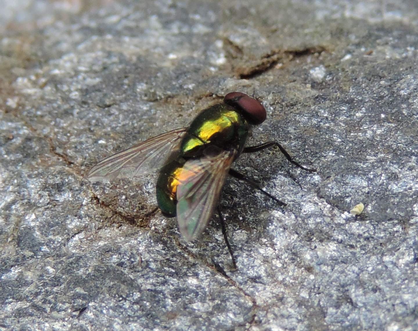 Pyrellia vivida (Muscidae)