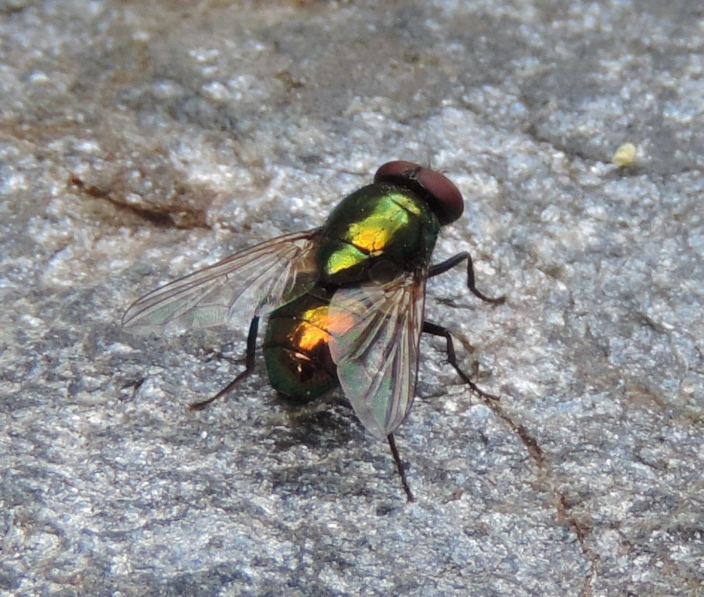 Pyrellia vivida (Muscidae)
