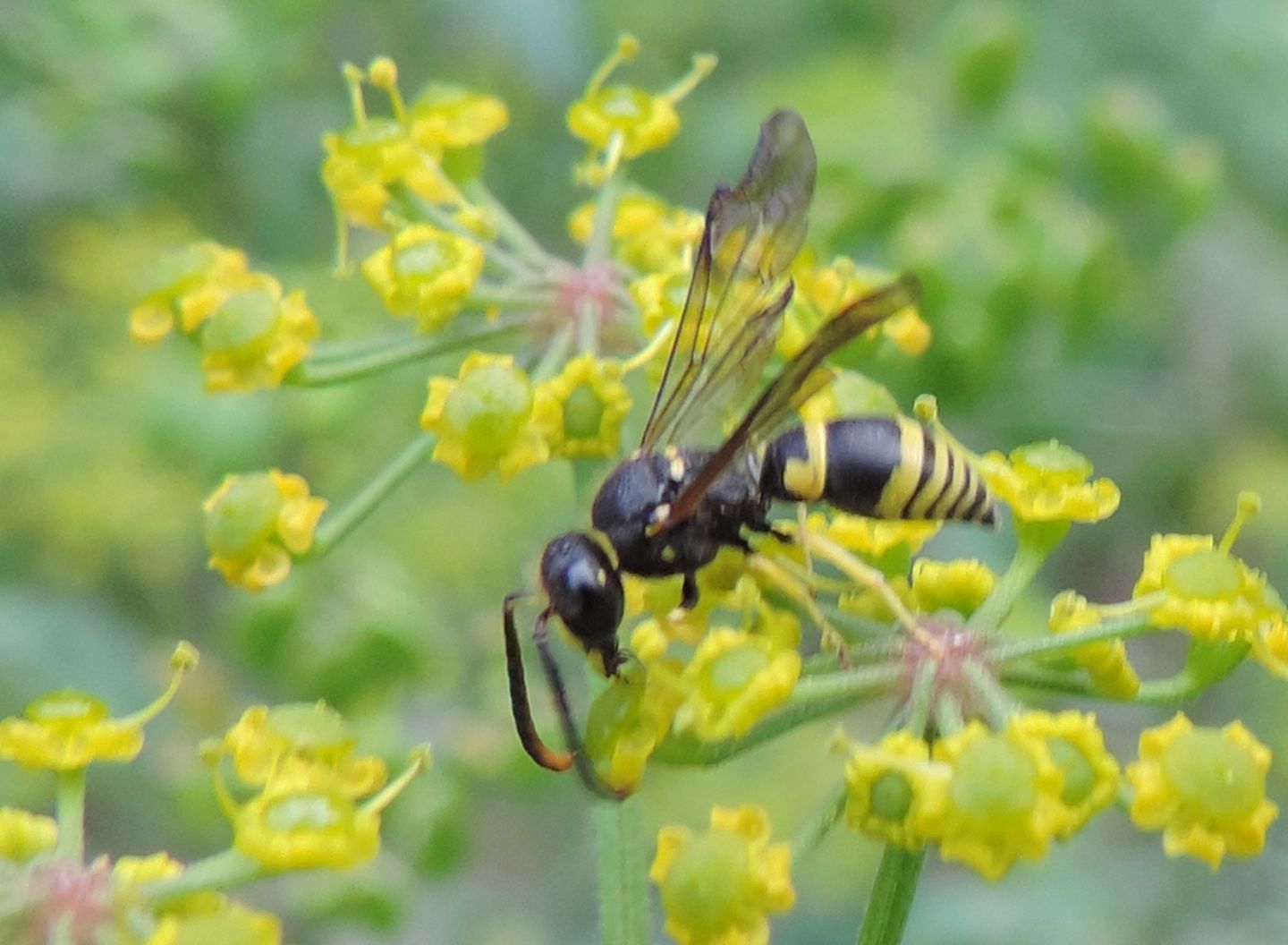 Ancistrocerus sp.?  S !