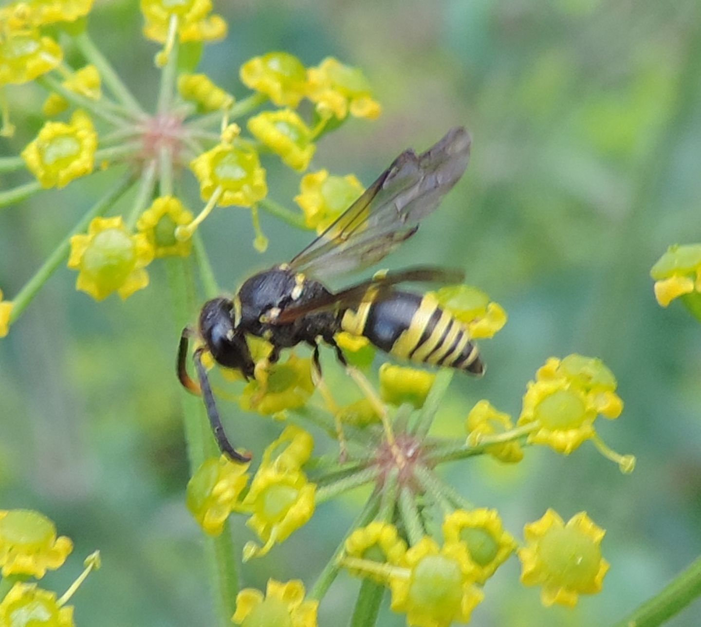 Ancistrocerus sp.?  S !