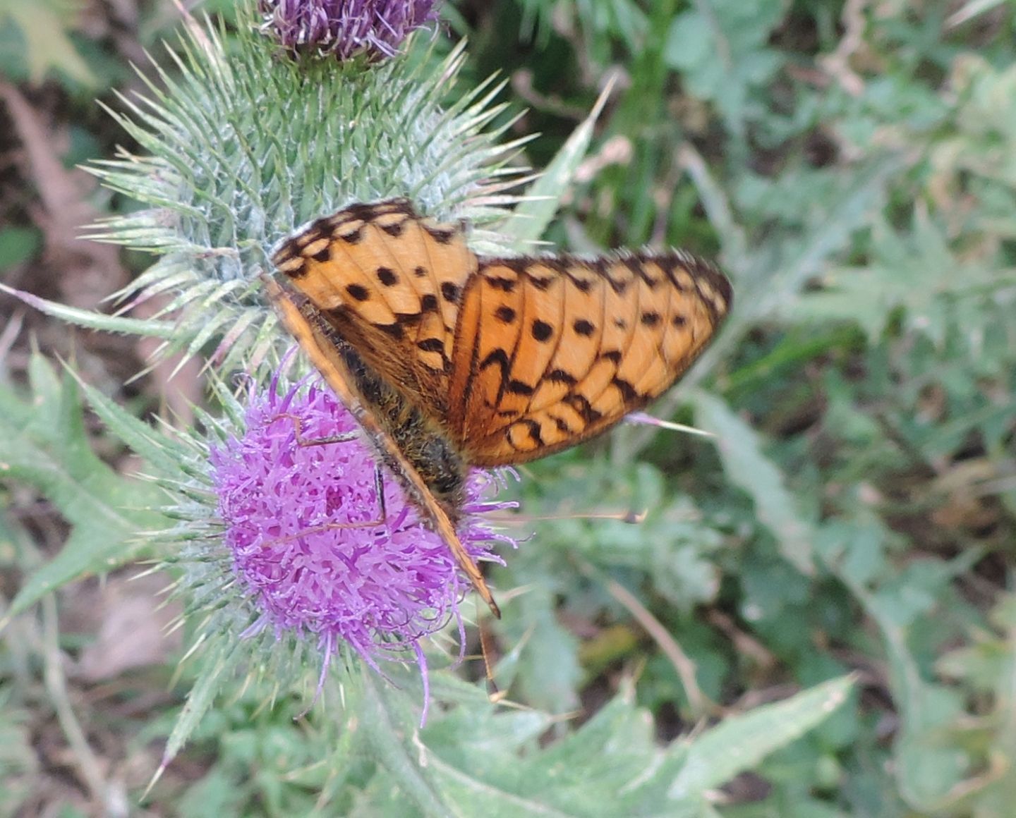 Nymphalidae: Argynnis niobe?  No, Argynnis aglaja