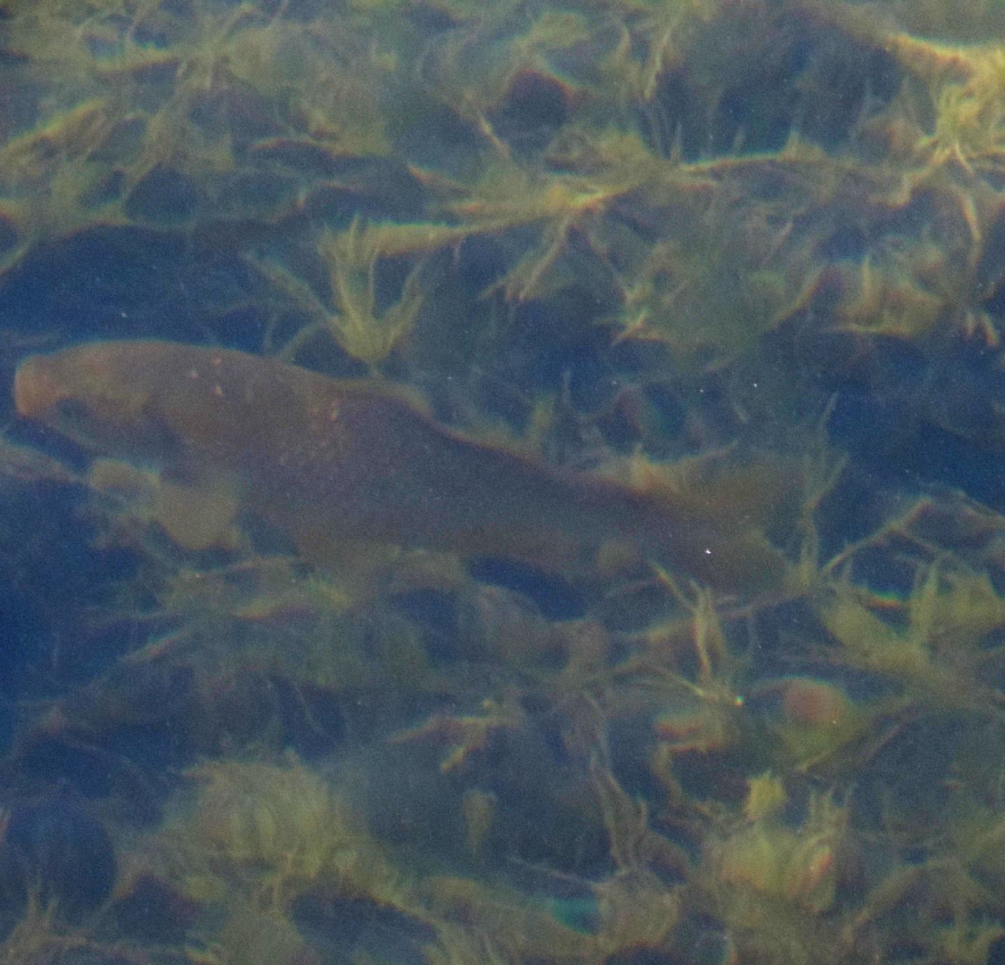 Pesci da identificare: Carassius cfr. auratus