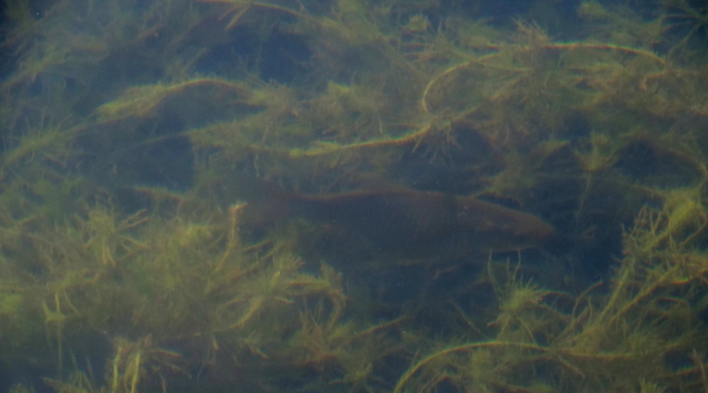 Pesci da identificare: Carassius cfr. auratus