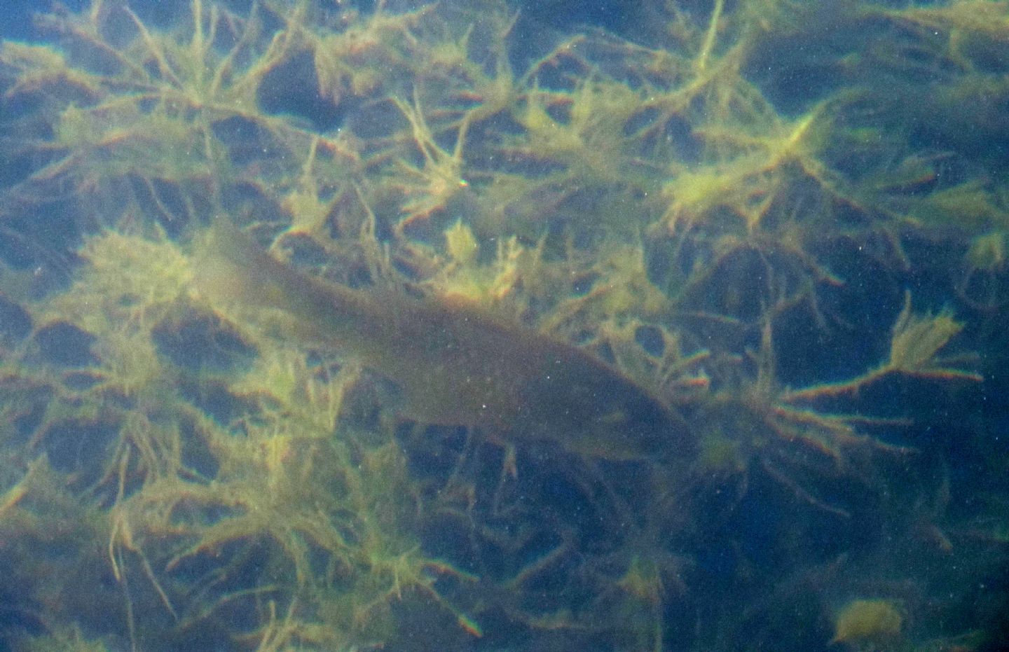 Pesci da identificare: Carassius cfr. auratus