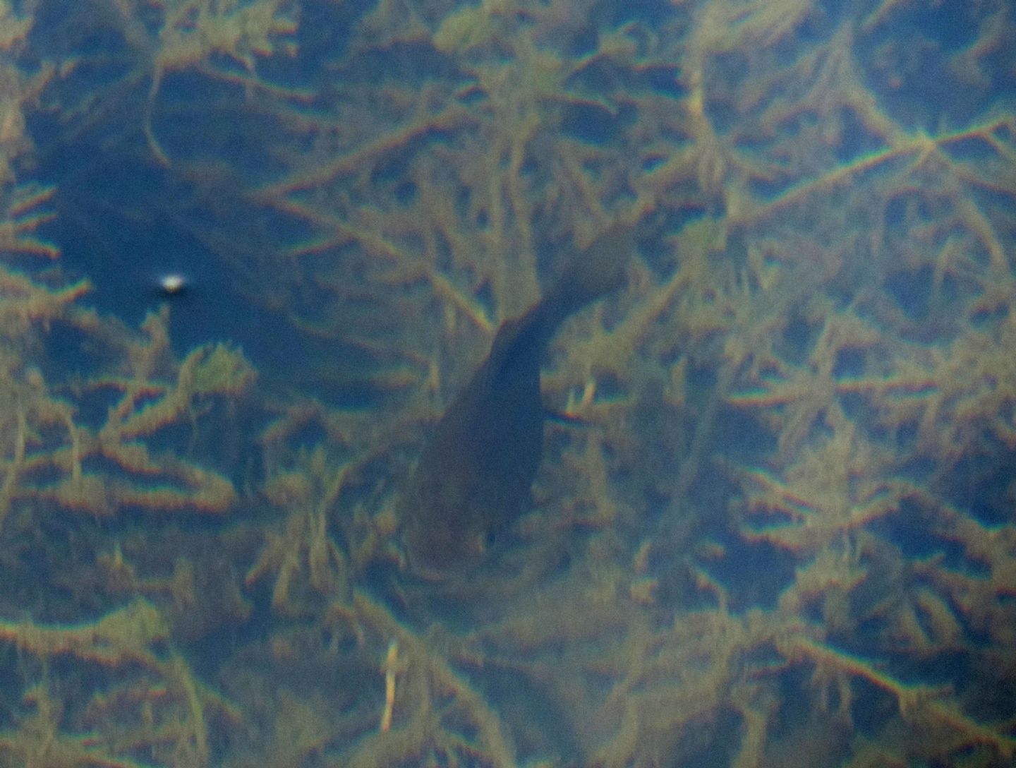 Pesci da identificare: Carassius cfr. auratus