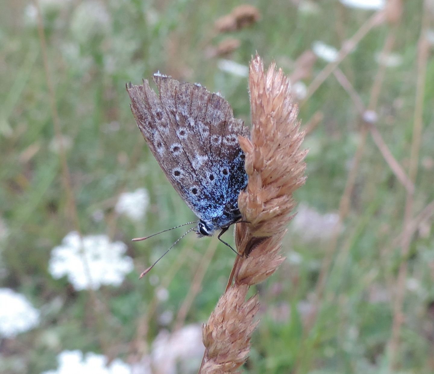 Lycaenidae: cfr. Polyommatus sp.