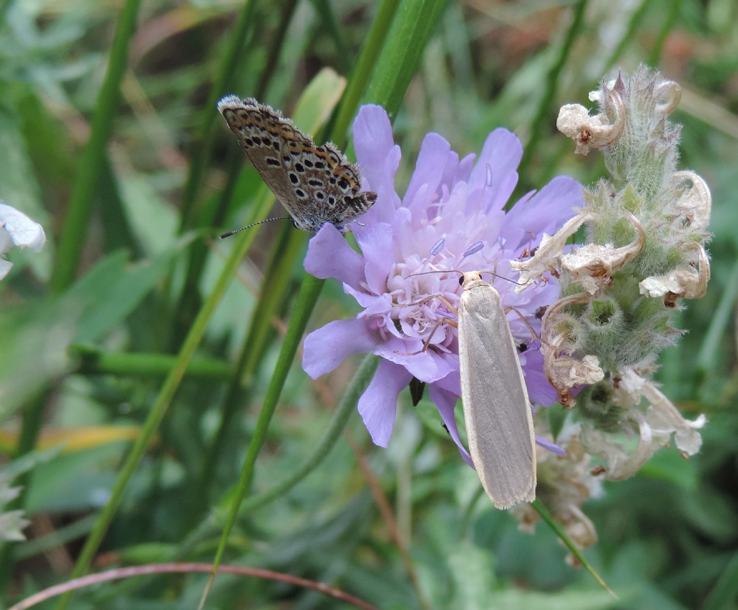 Plebejus sp. (Lycaenidae) ed Eilema cfr. lurideola (Erebidae Arctiinae)