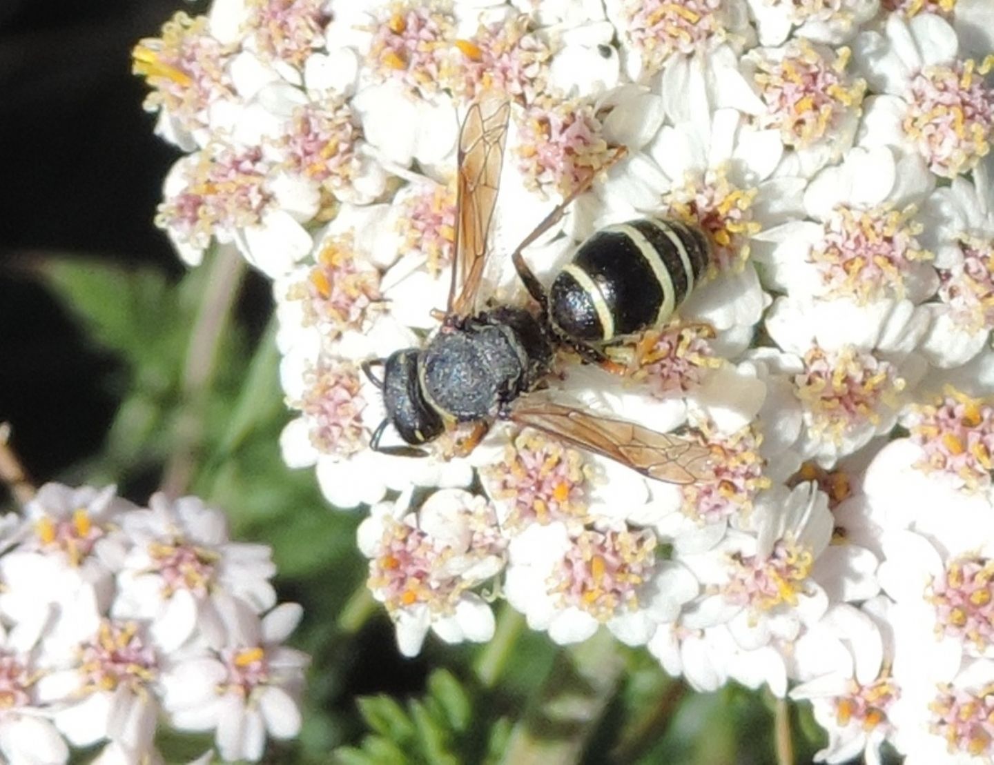 Vespidae Eumeninae: Ancistrocerus?  No, Odynerus cfr. melanocephalus