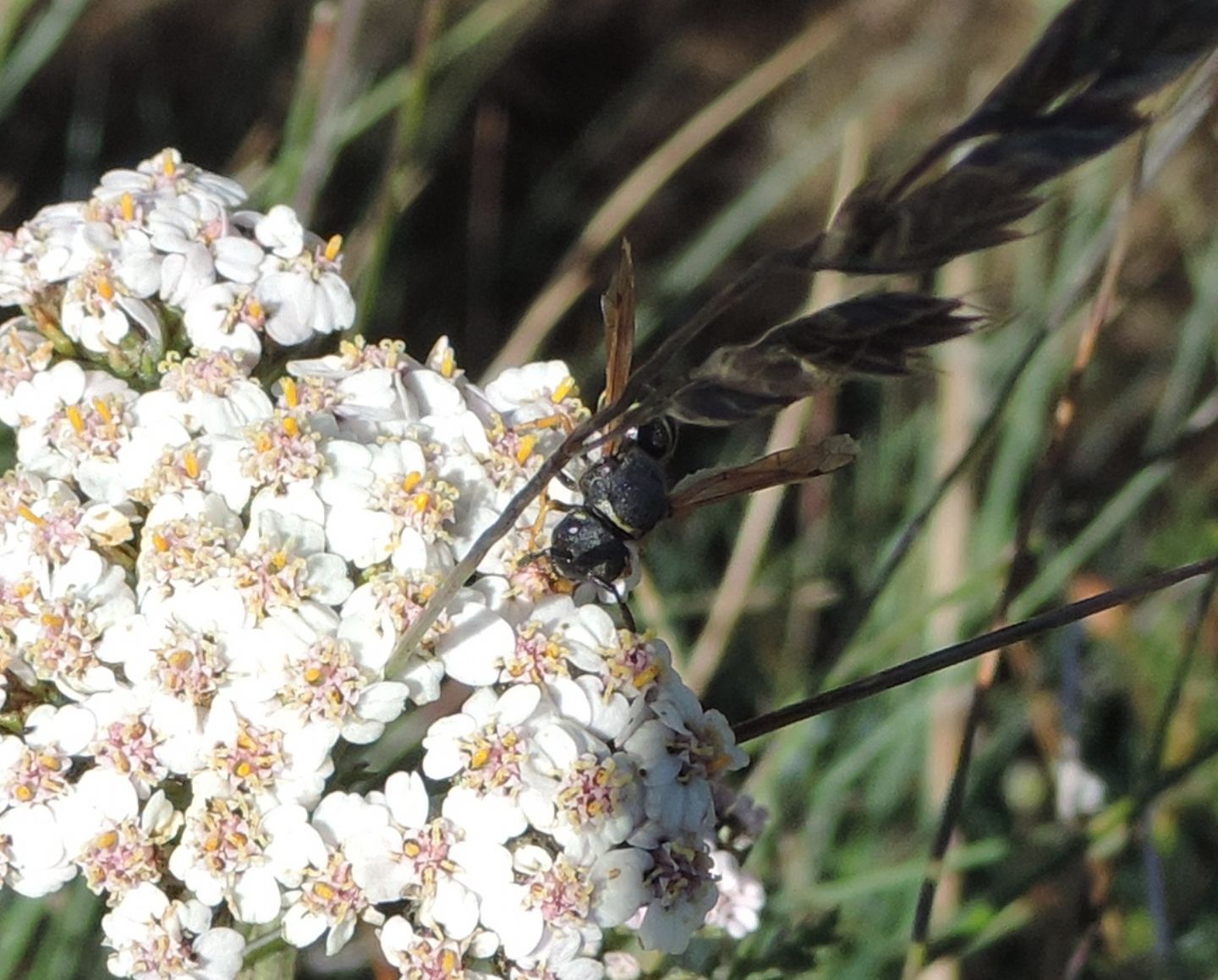 Vespidae Eumeninae: Ancistrocerus?  No, Odynerus cfr. melanocephalus