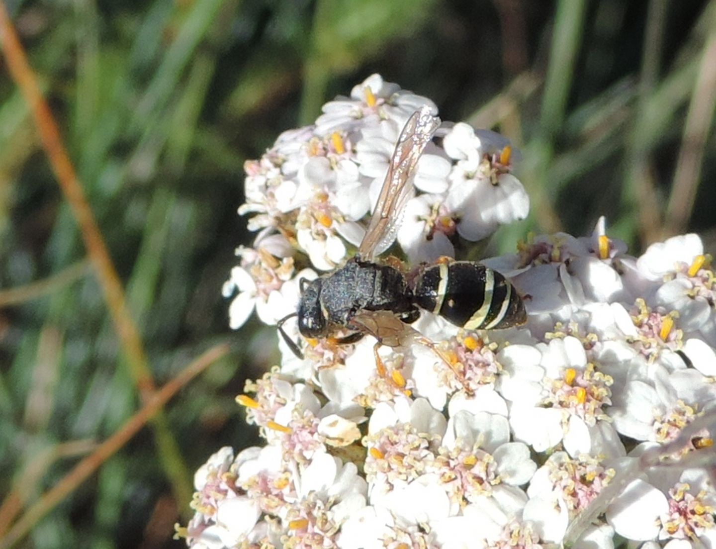 Vespidae Eumeninae: Ancistrocerus?  No, Odynerus cfr. melanocephalus