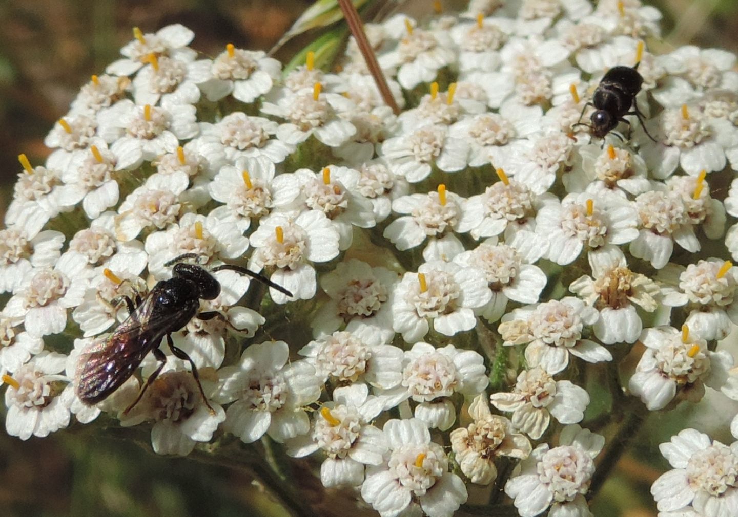 Apidae Halictinae?   Si, Sphecodes sp., maschio