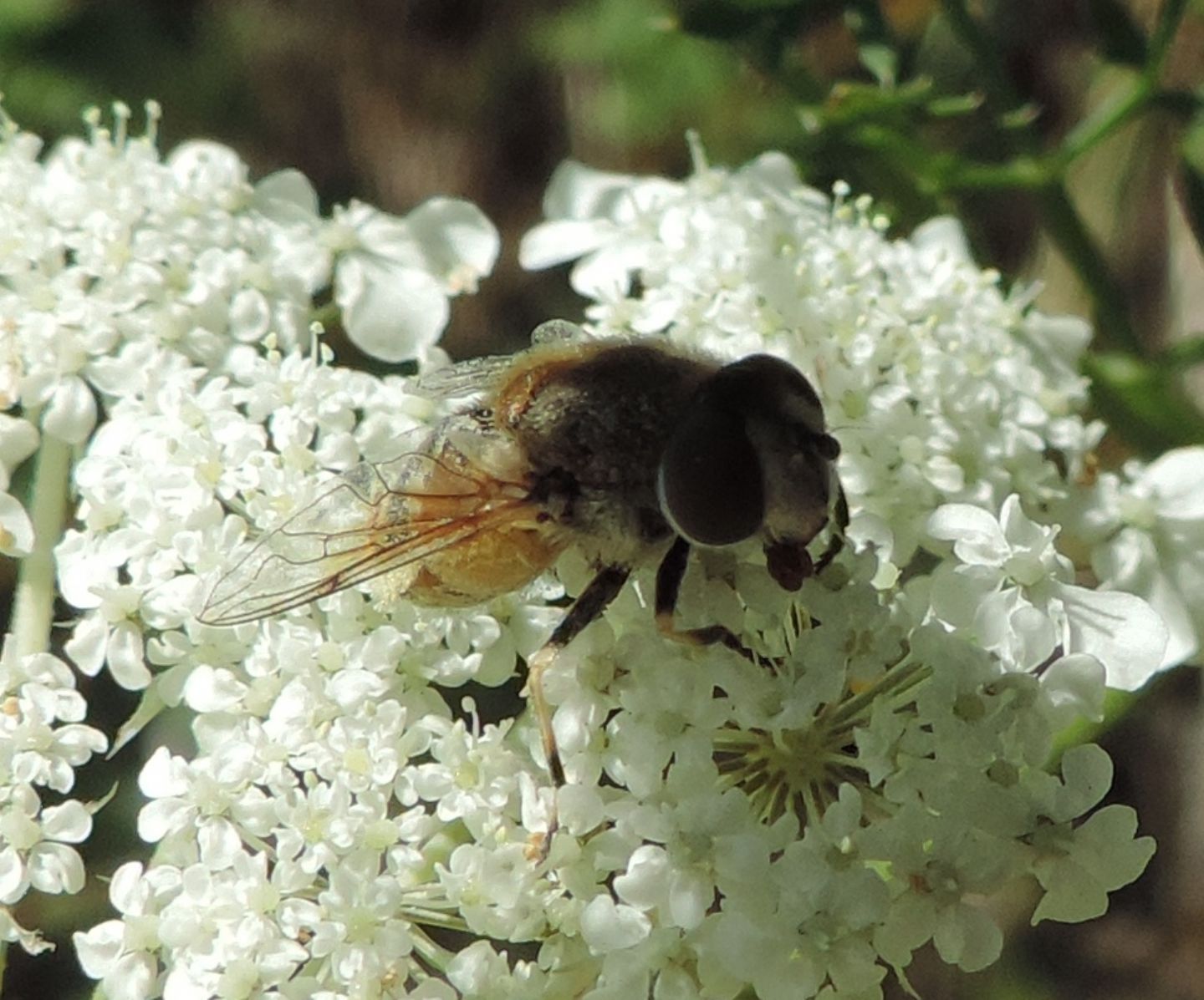 Eristalis arbustorum, femmina