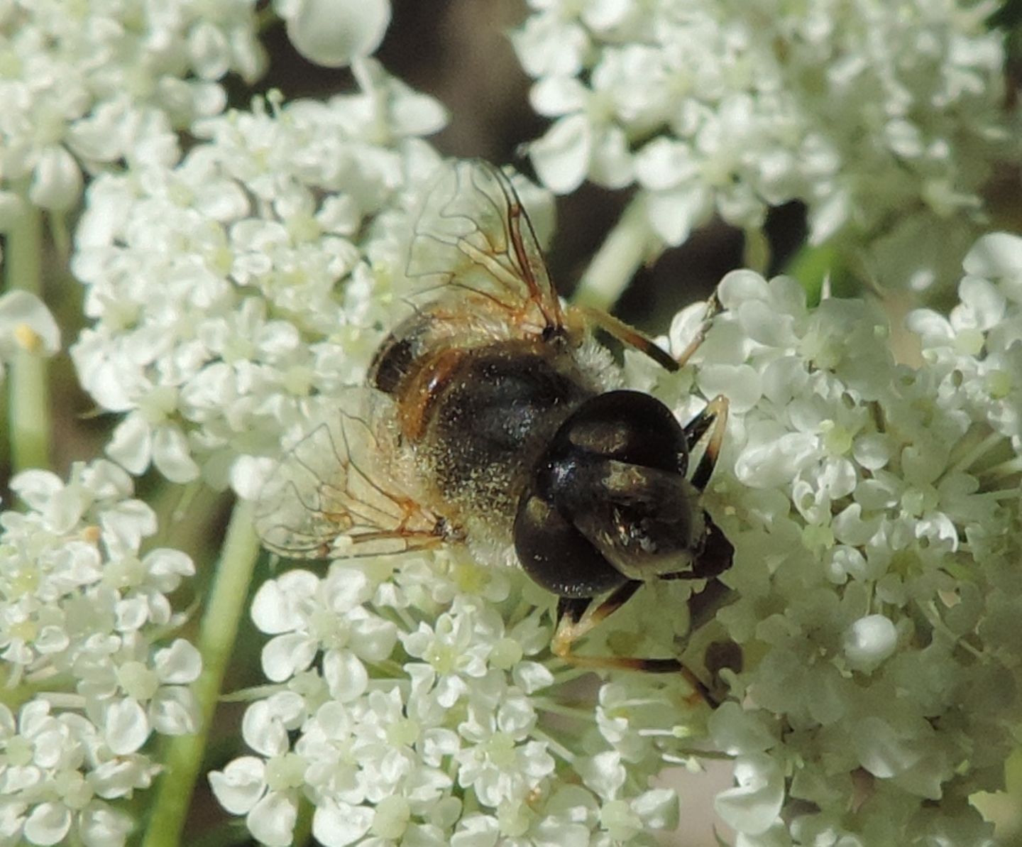 Eristalis arbustorum, femmina