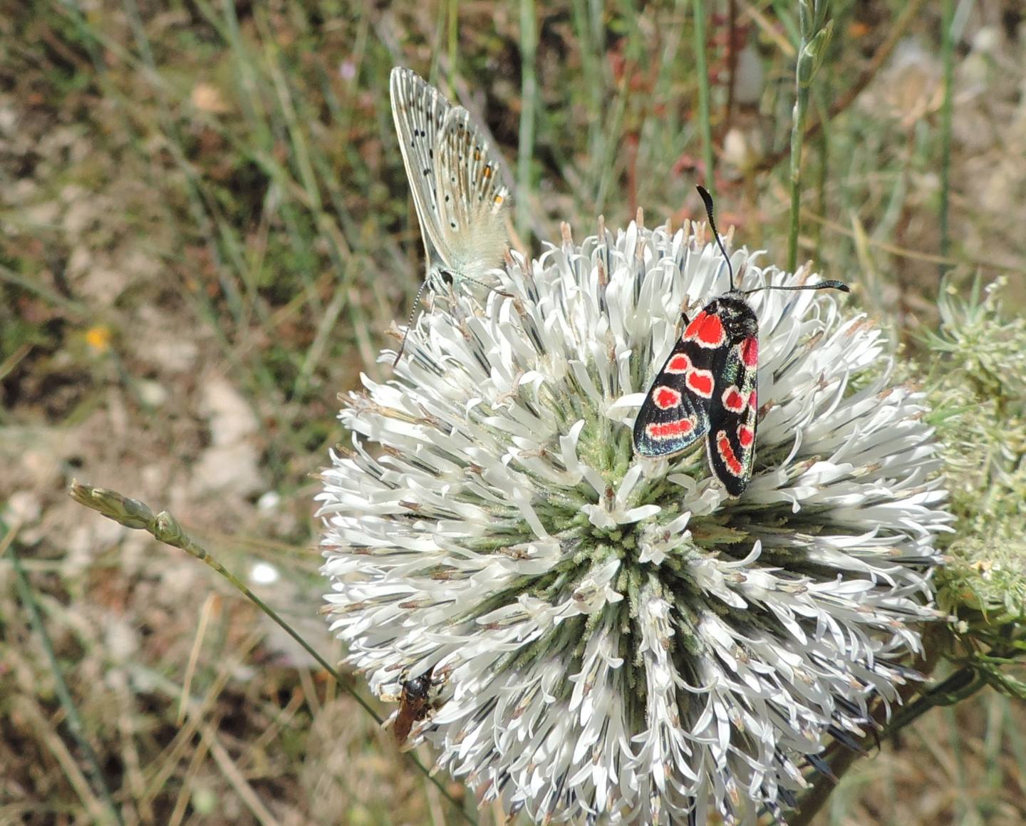 Quale Lycaenidae?