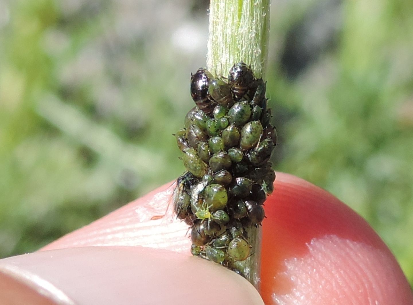 Afidi d''alta quota: Brachycaudus cardui (Aphididae)