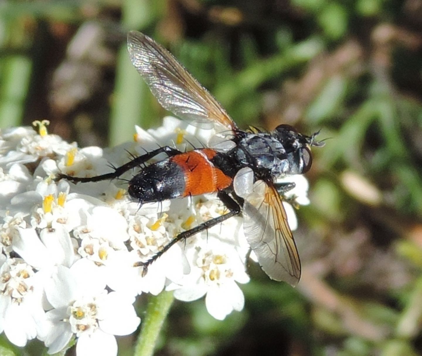 Tachinidae: Cylindromyia cfr. brassicaria