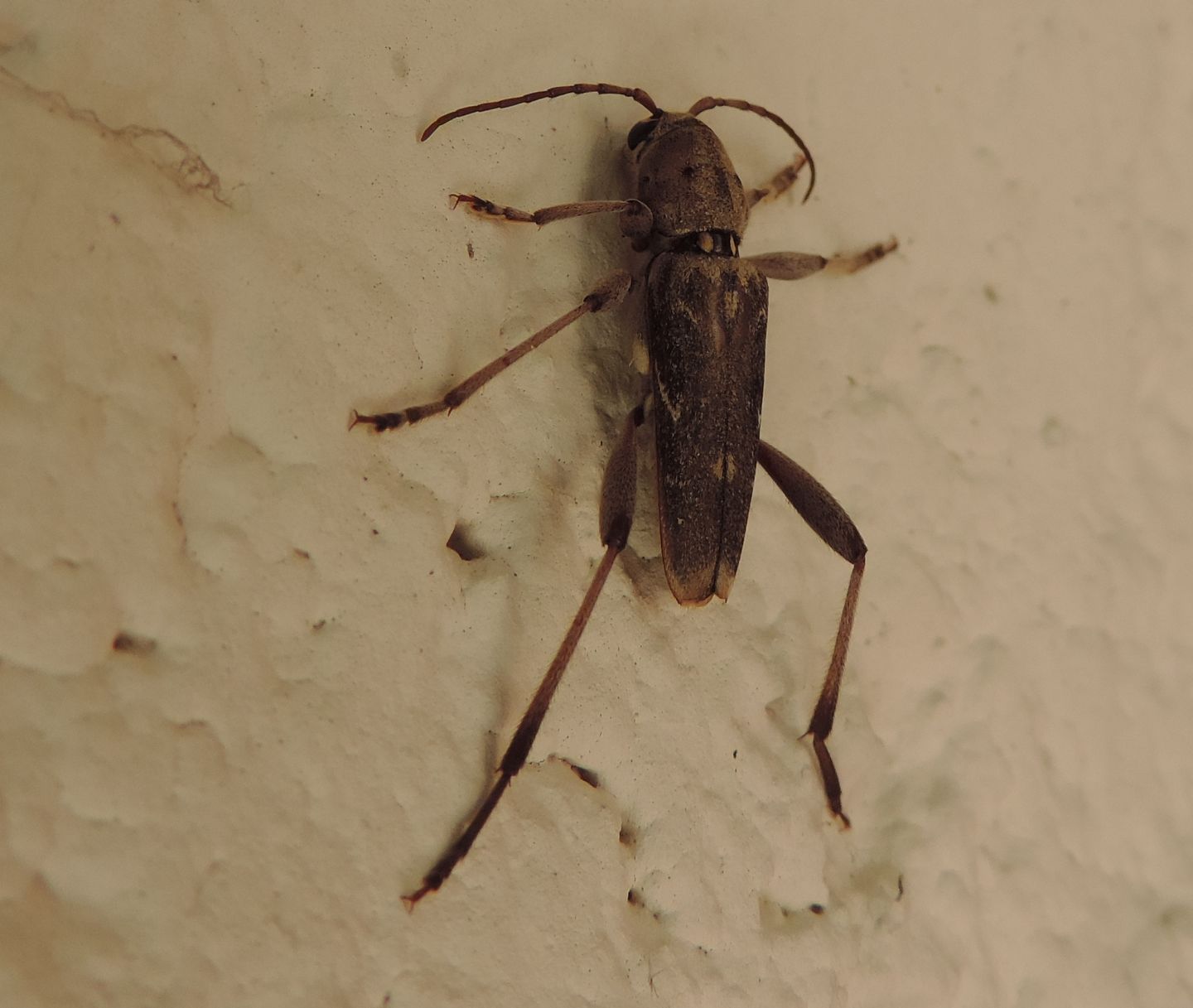 Cerambycidae: Xylotrechus stebbingi?  S !
