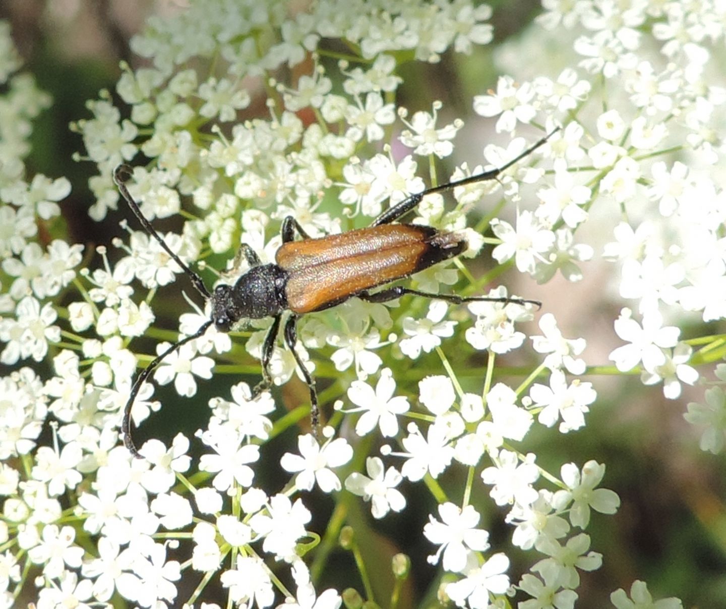 Cerambycidae: Stenurella sp.?  No, Anastrangalia sanguinolenta, maschio