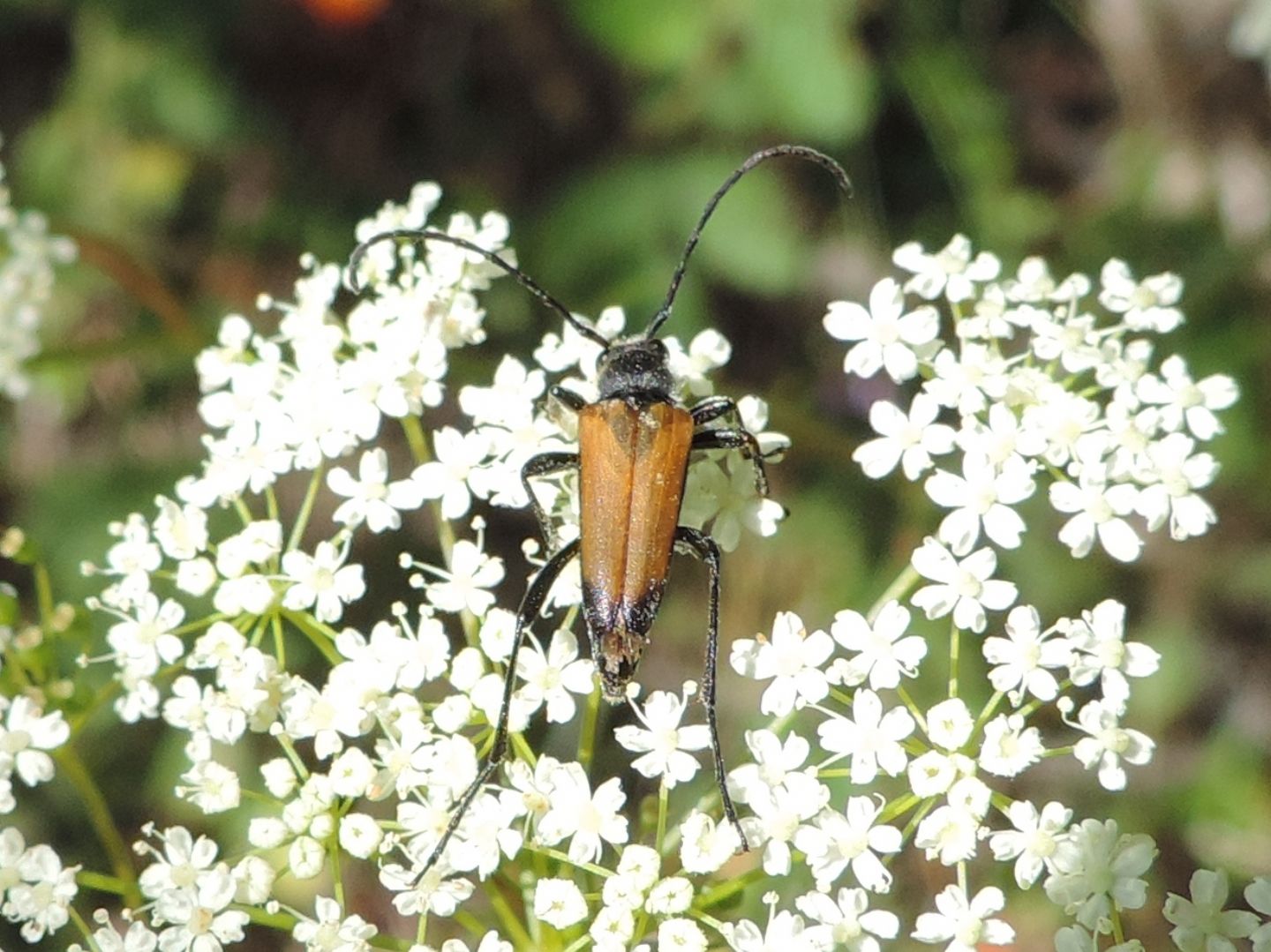 Cerambycidae: Stenurella sp.?  No, Anastrangalia sanguinolenta, maschio