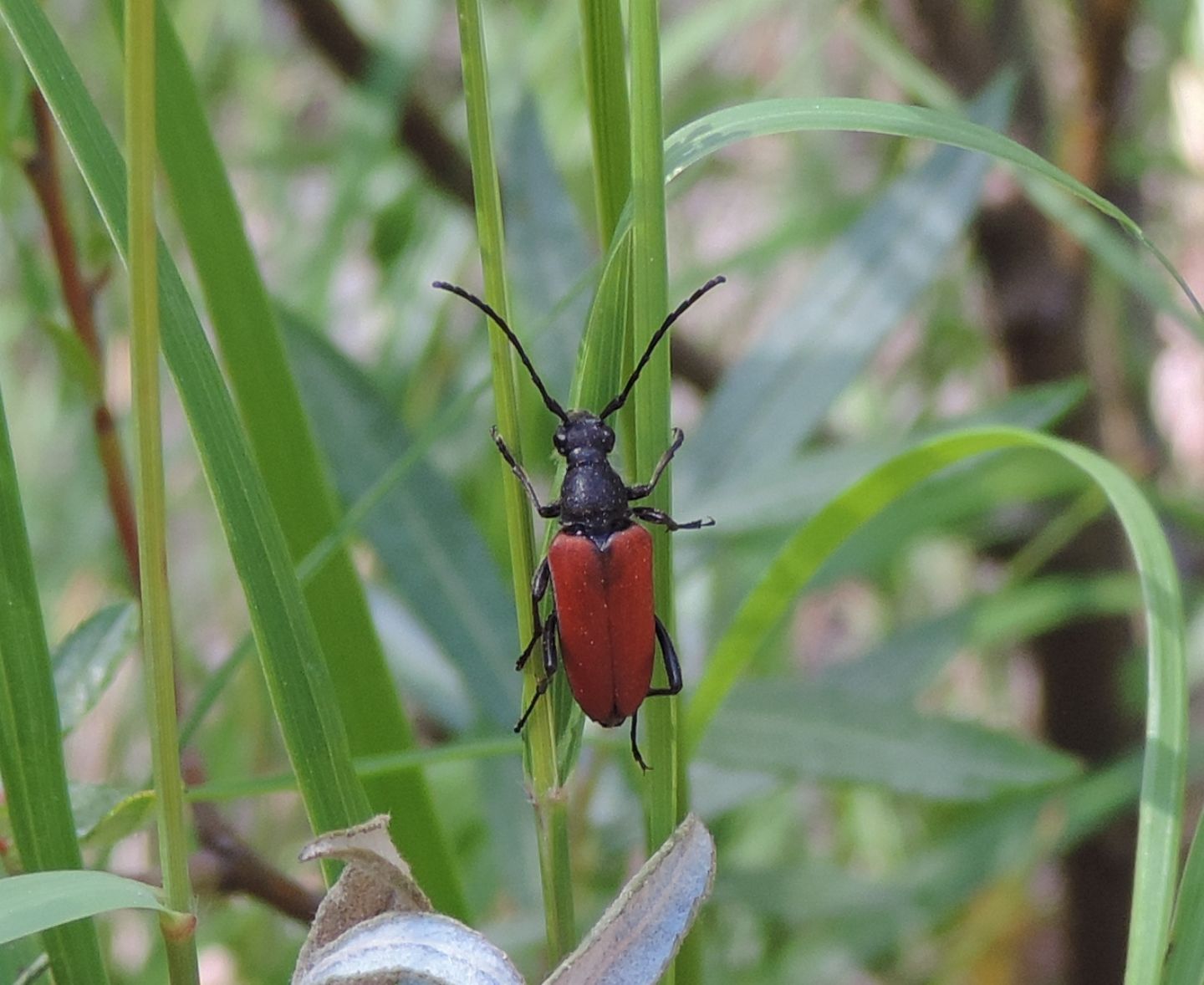 Cerambycidae: Anastrangalia sp.? S, Anastrangalia sanguinolenta, femmina