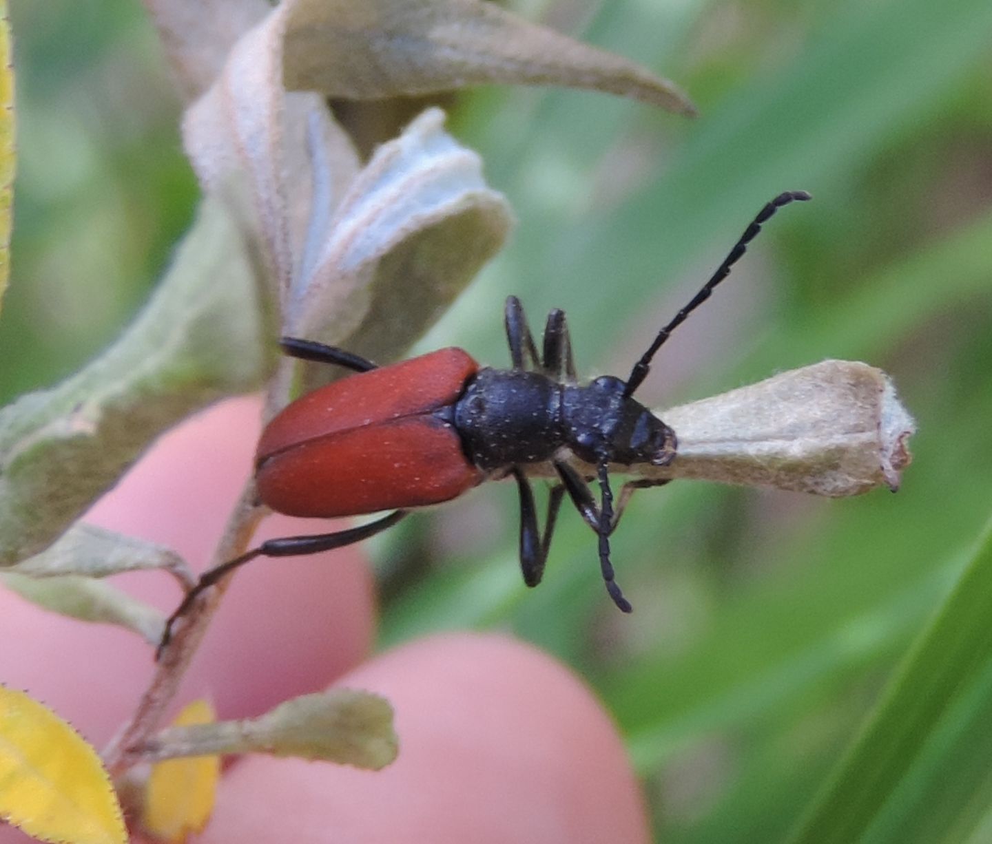 Cerambycidae: Anastrangalia sp.? S, Anastrangalia sanguinolenta, femmina
