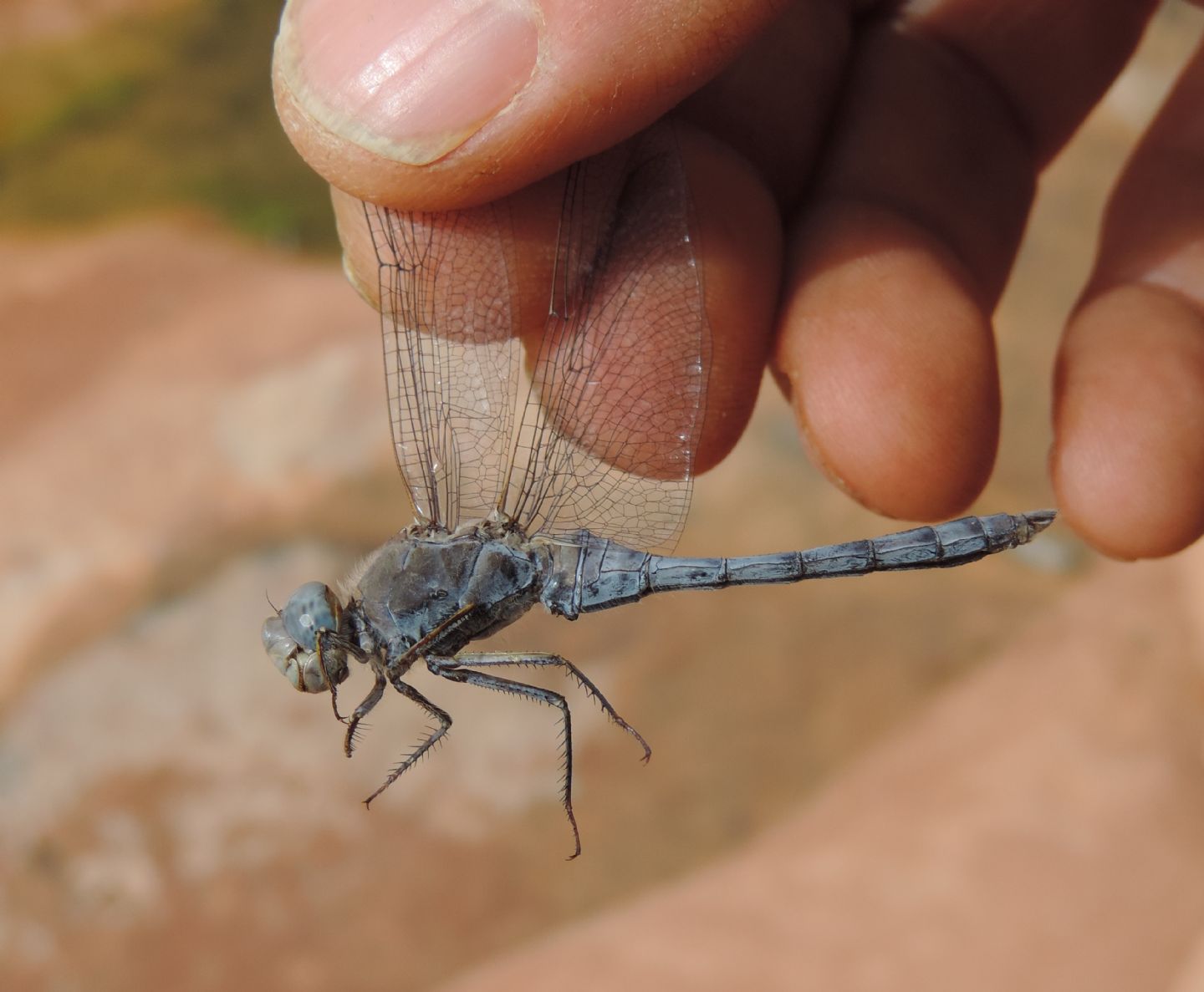 Orthetrum ransonnetii