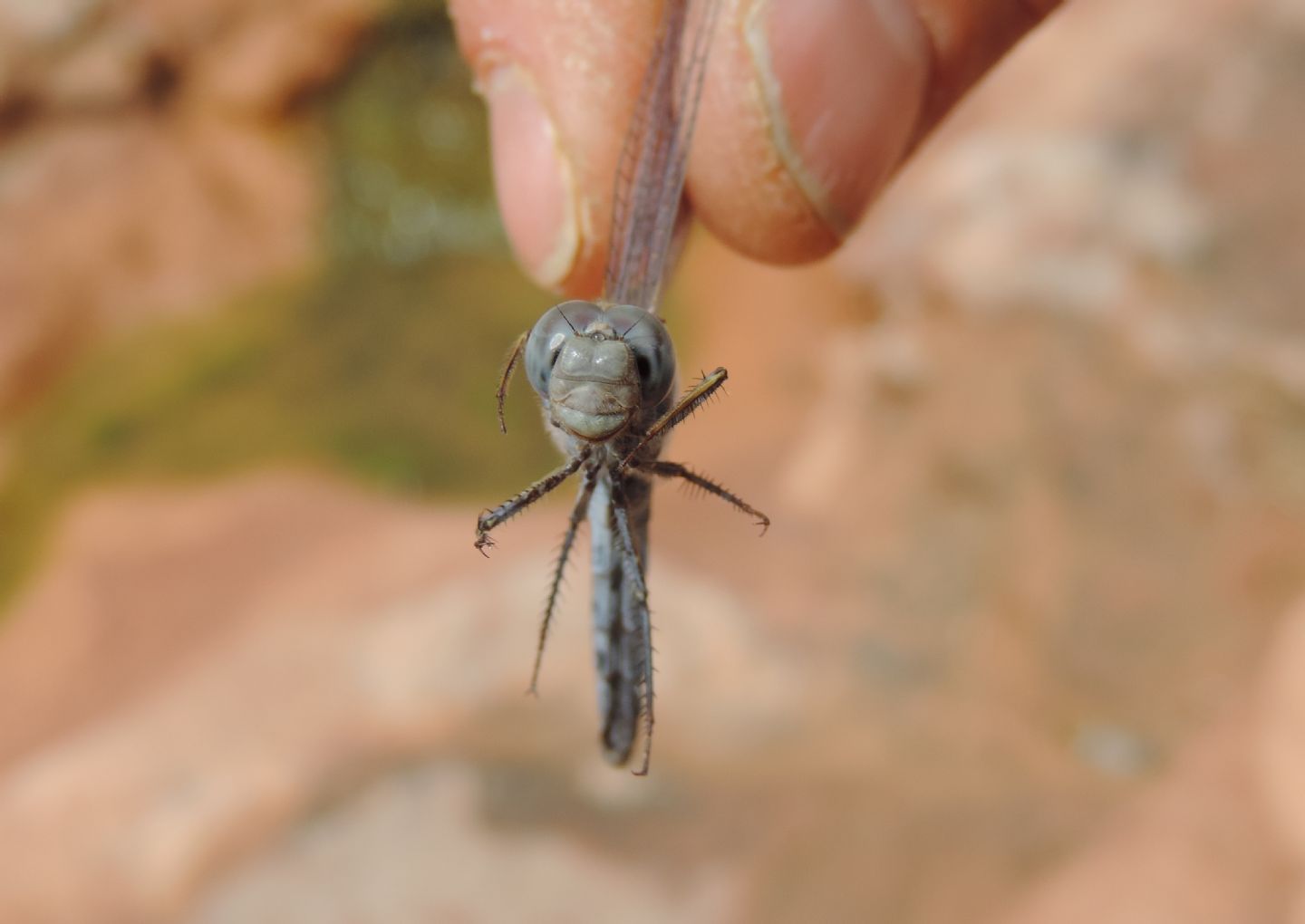 Orthetrum ransonnetii