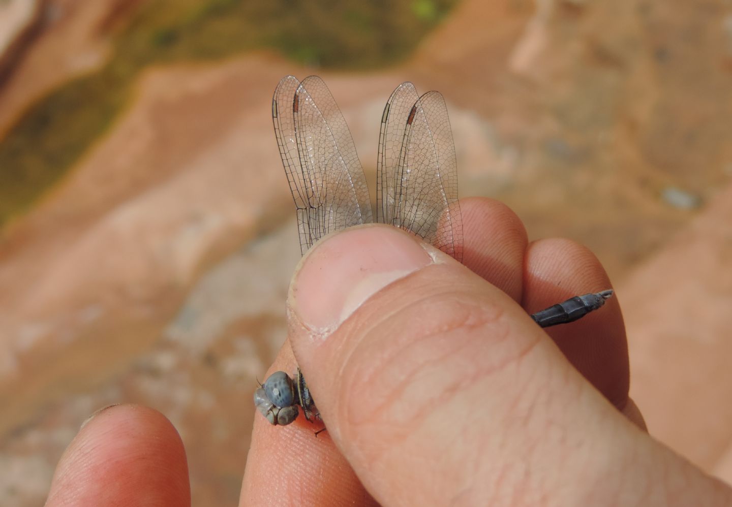 Orthetrum ransonnetii