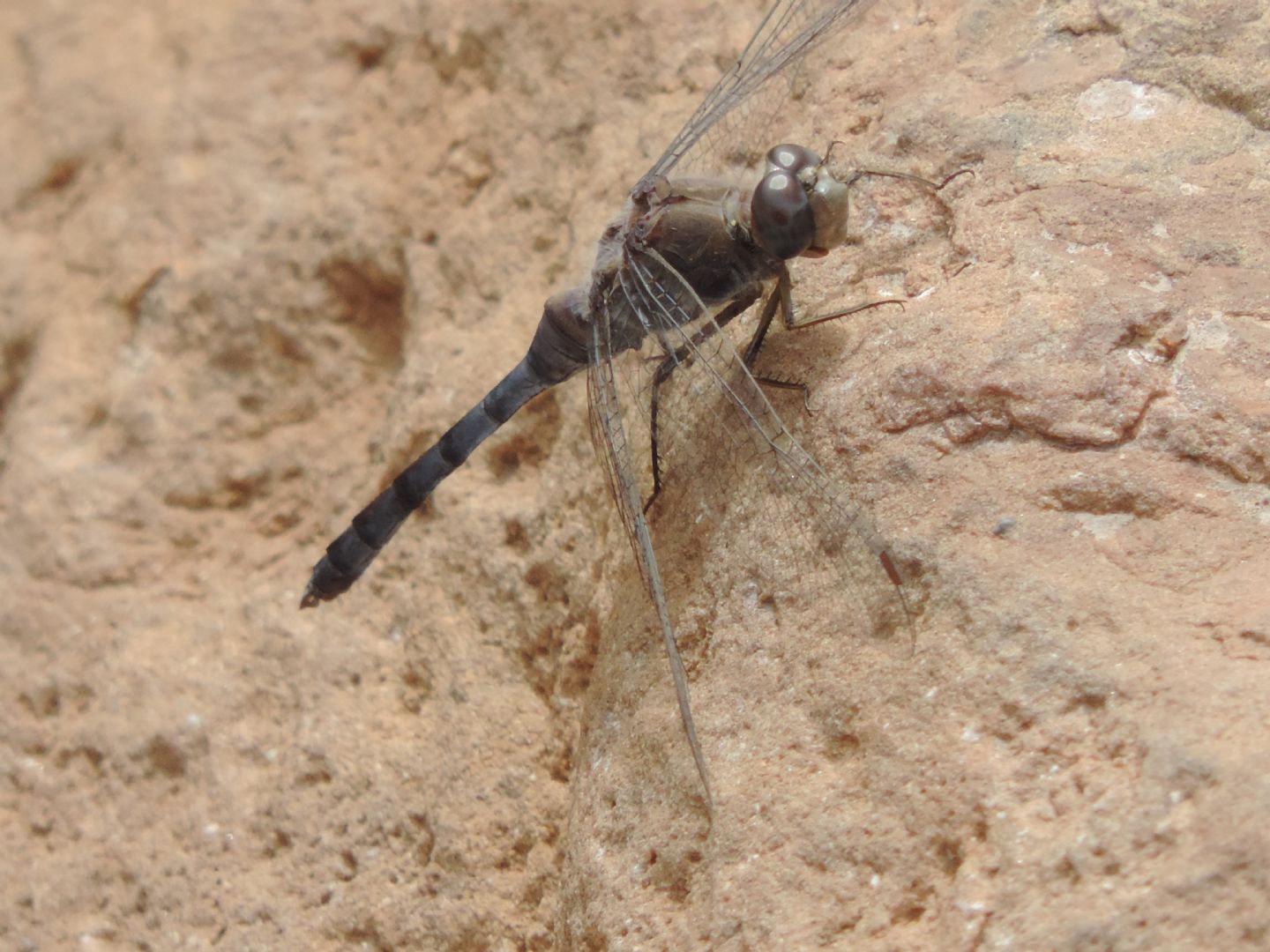 Orthetrum chrysostigma? no, O. ransonnetii