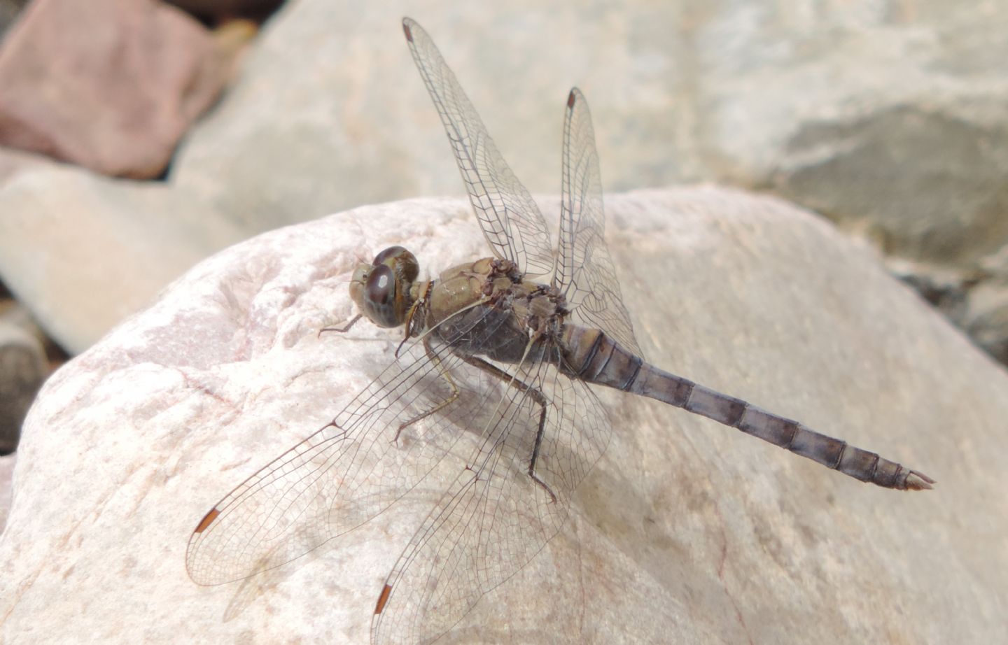 Orthetrum chrysostigma? no, O. ransonnetii