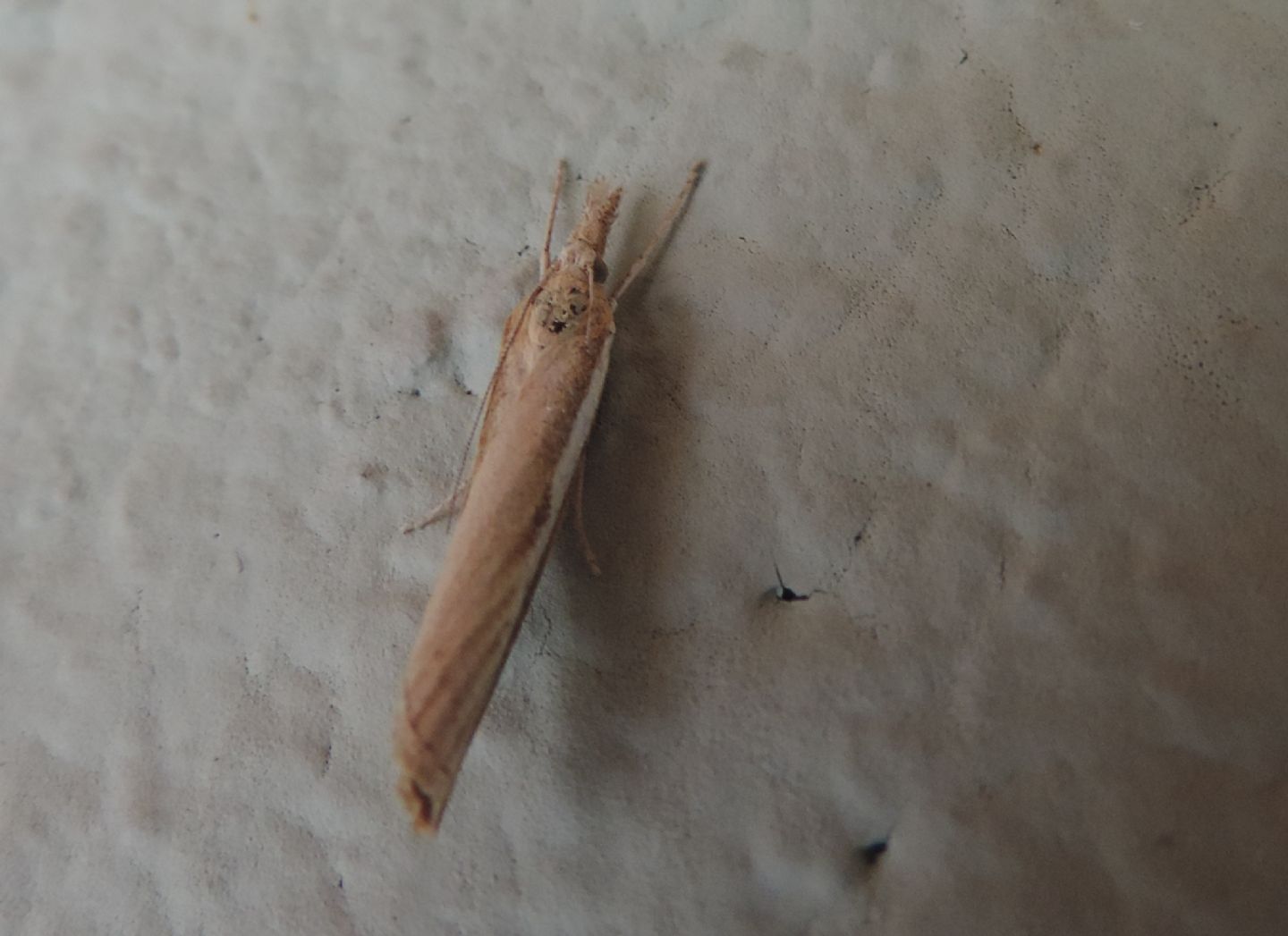Agriphila?  S�, Agriphila cfr. tristella
