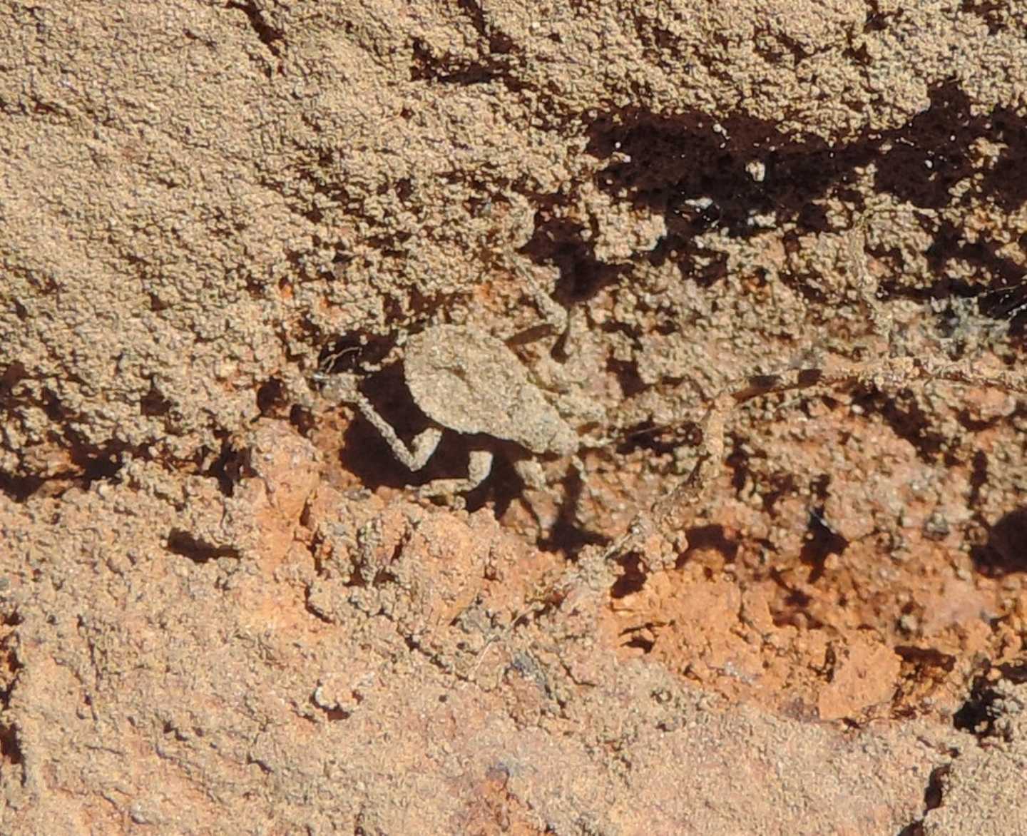 ninfa di Reduviidae,  dal Marocco