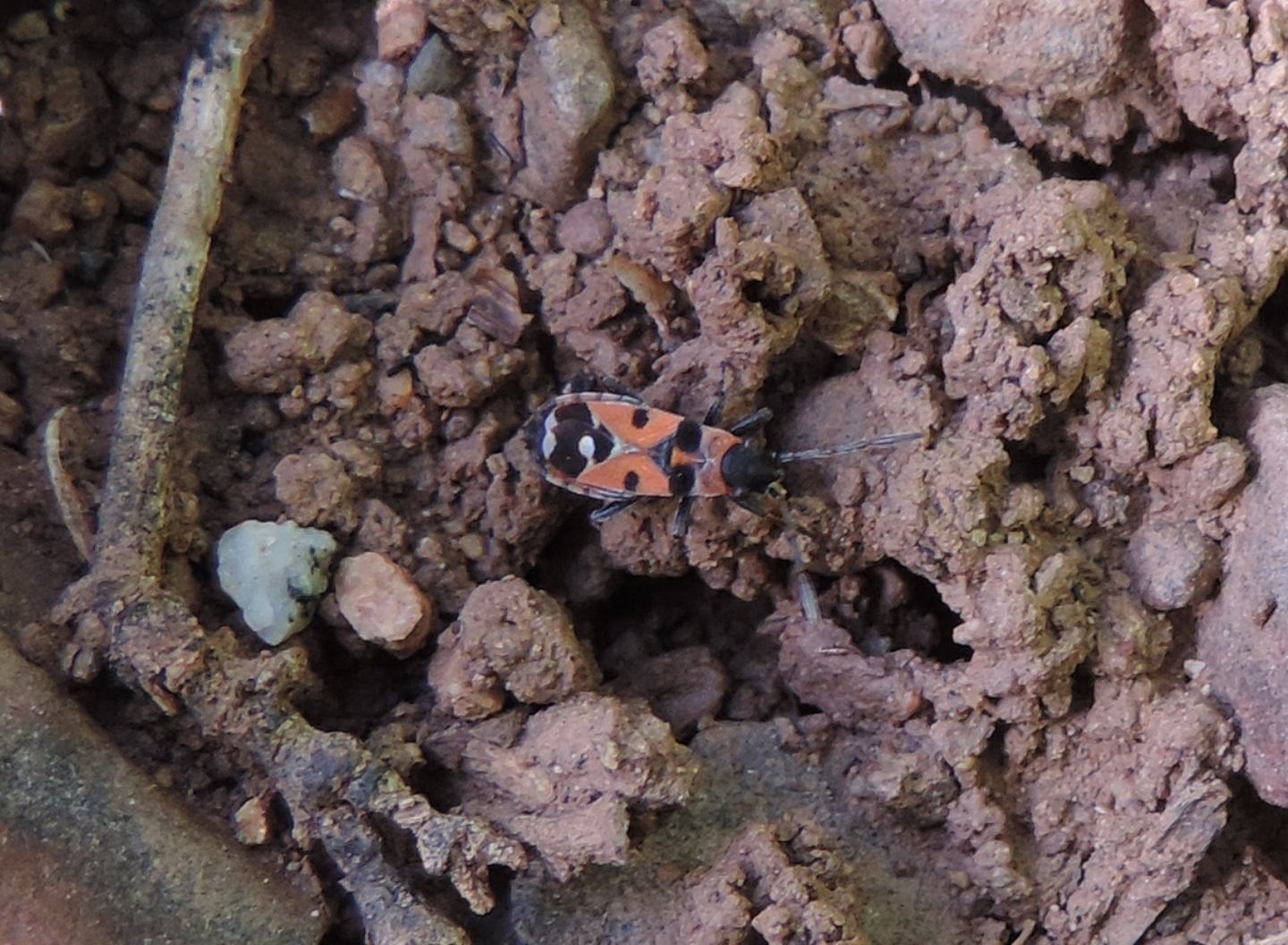 Lygaeidae: Horvathiolus guttatus sullAlto Atlante in Marocco